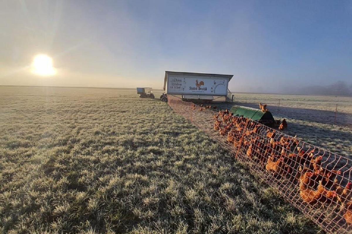 Josef Dvořák - STATEK DVOŘÁK