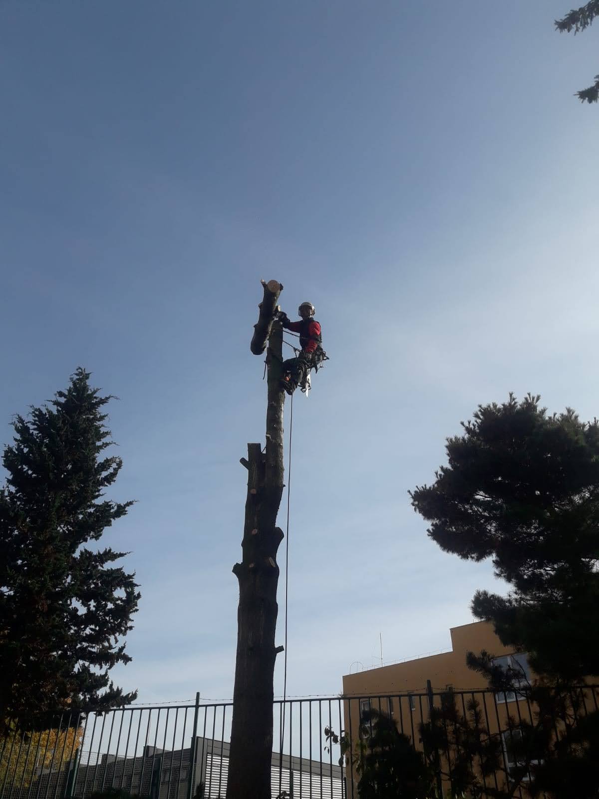 Jedlička - ořezy stromů, výškové práce foto 6