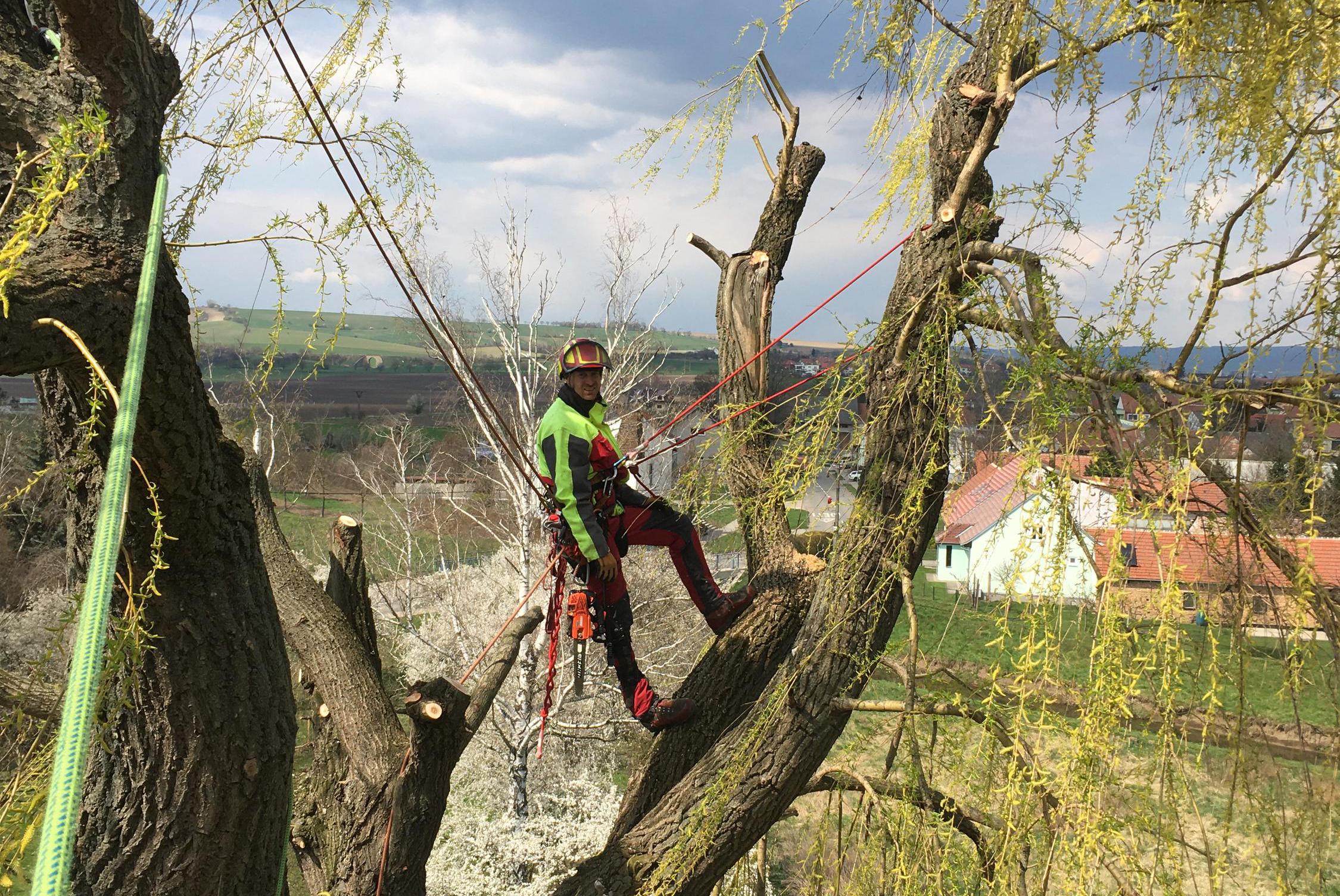 Rizikové kácení a ořezy stromů - Trojanec