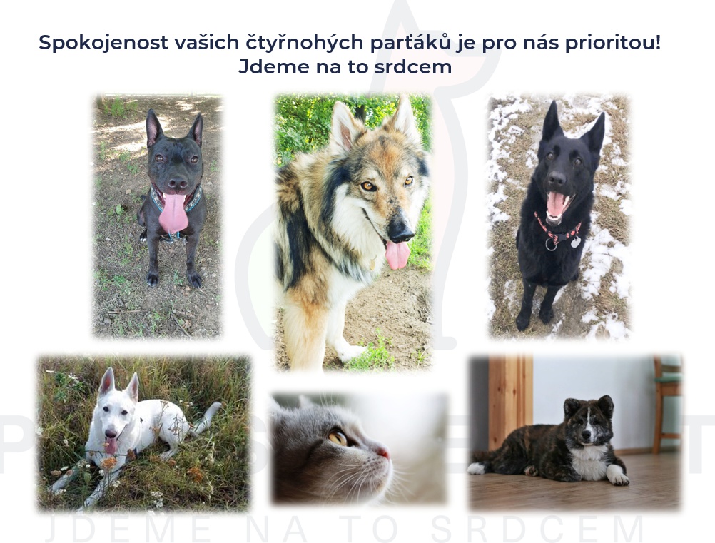Pets heart foto 2