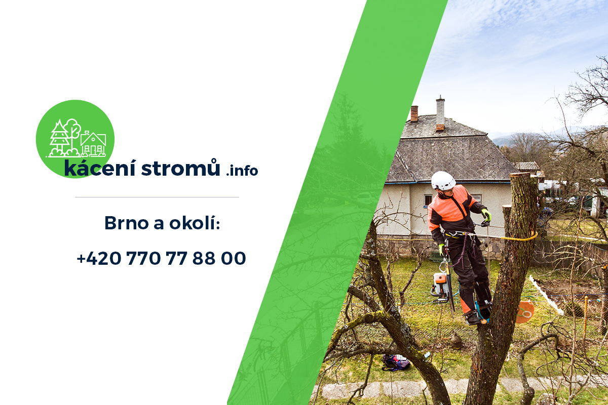 Kácení stromů Brno foto 2