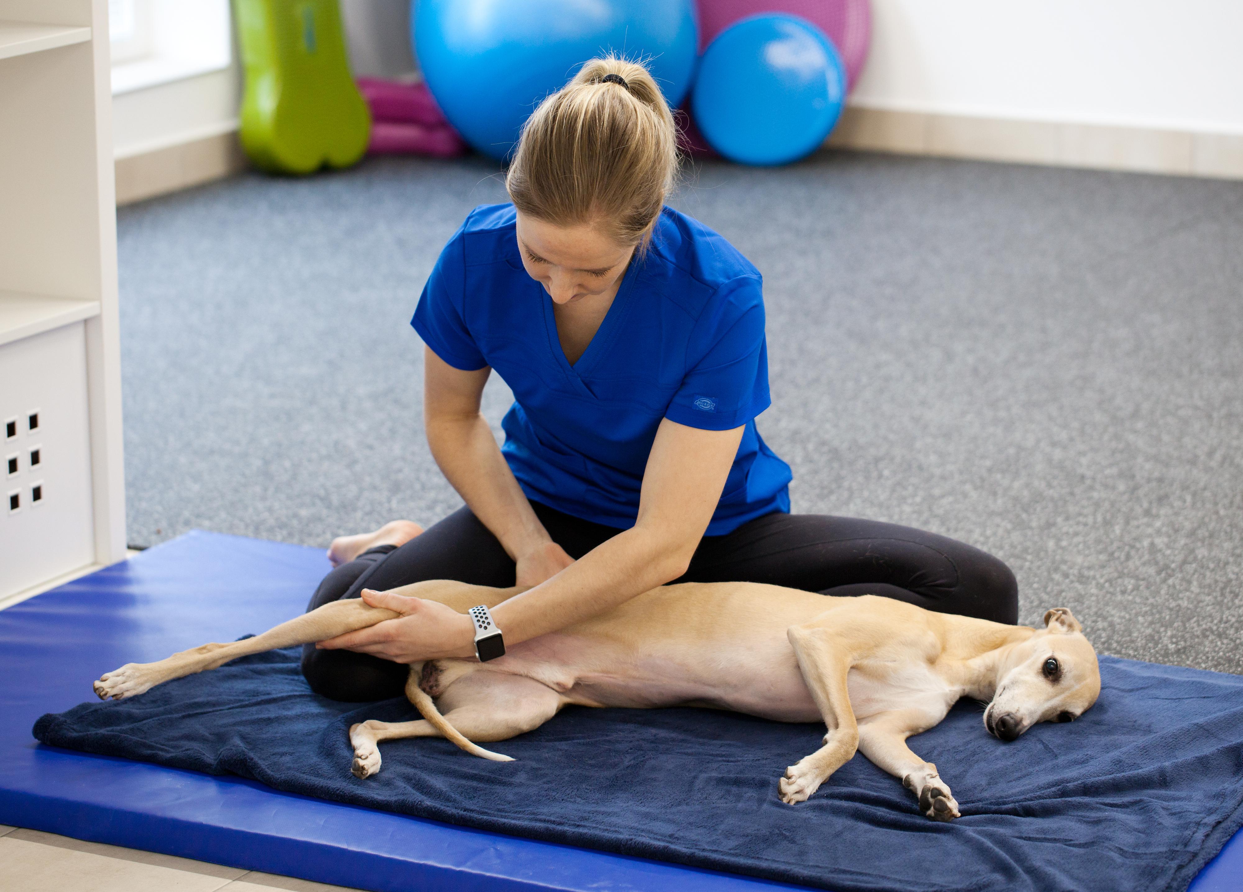 PhysioWell - rehabilitace a fyzioterapie zvířat foto 4
