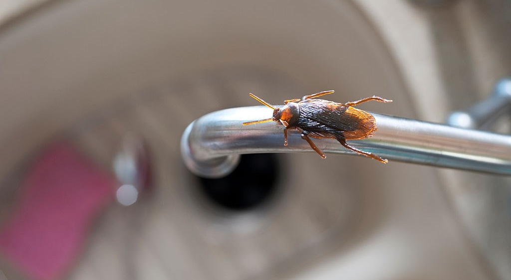 DERONA deratizace, s.r.o. foto 5