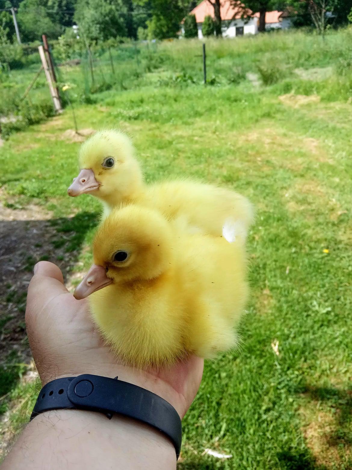 Statek u dvou dubů foto 6