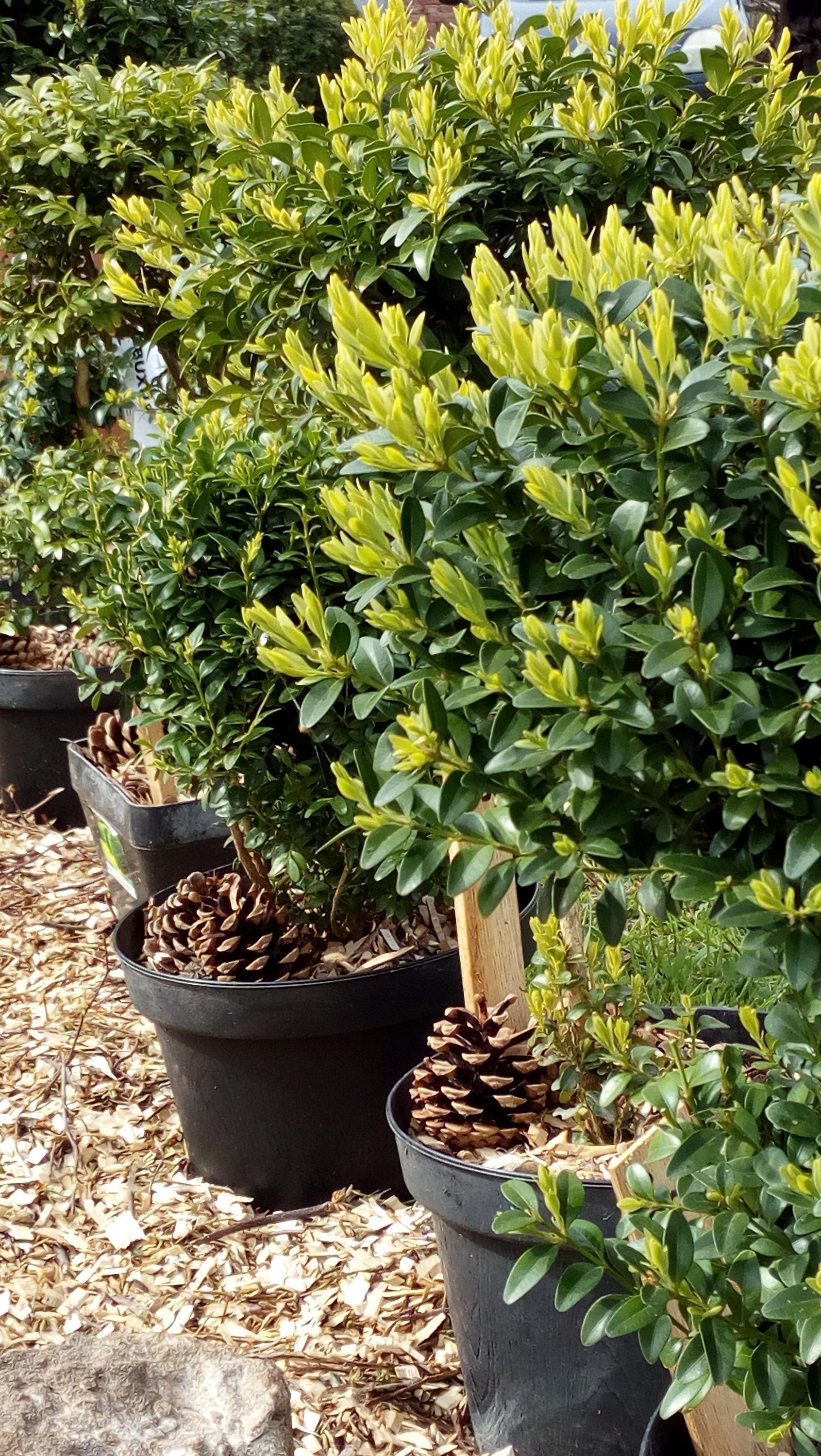 Okrasné keře - BUXUS - Pavel Průša foto 5