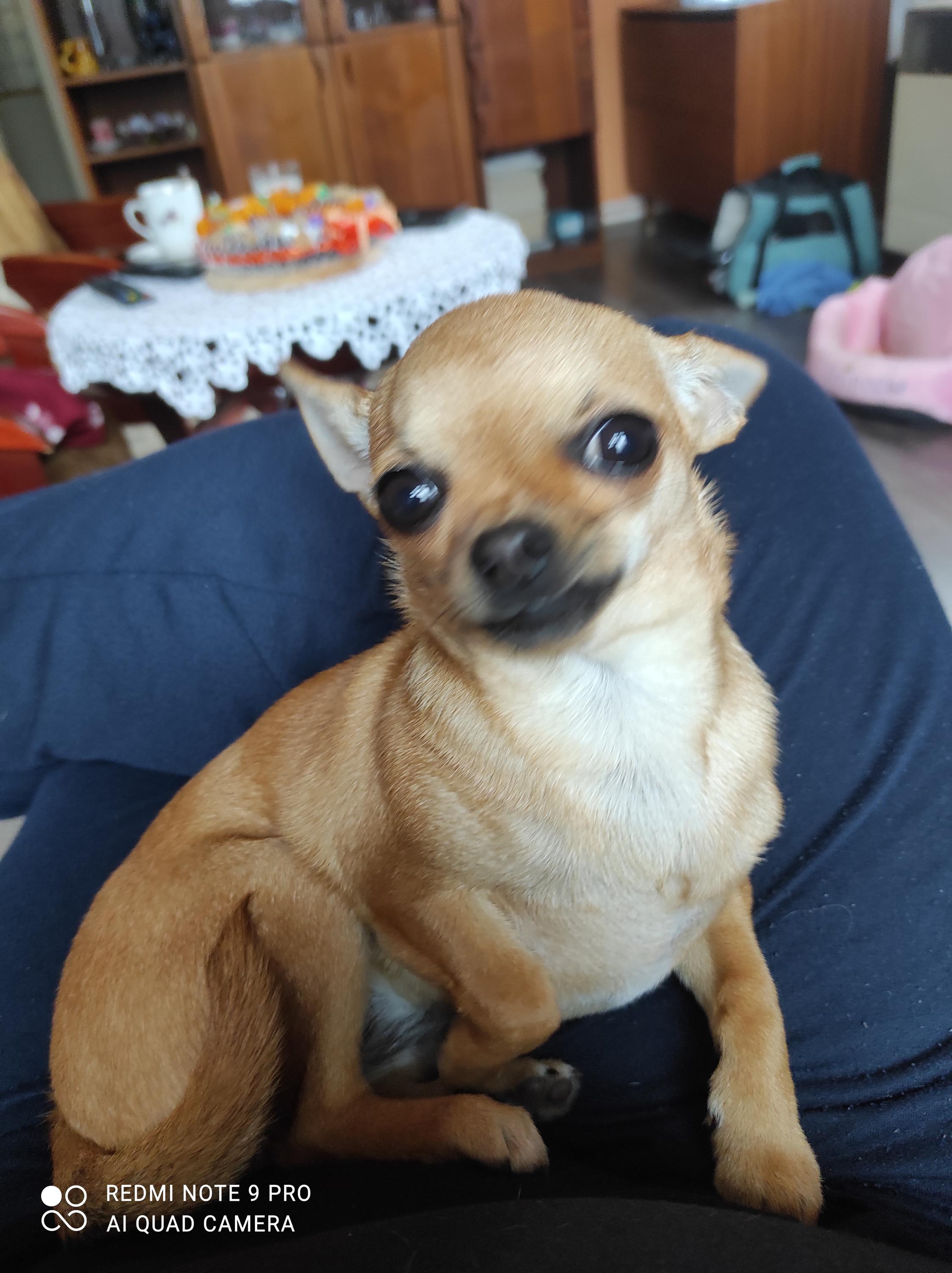 Jitka Faitová - Psí salon Most foto 3