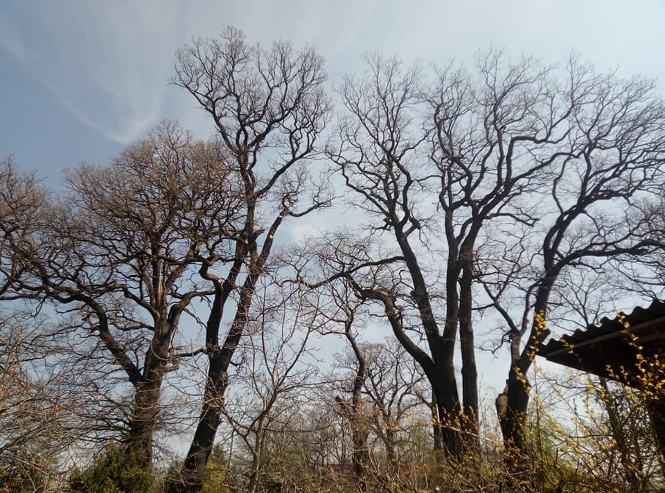 Kácení a ořez rizikových stromů - Ing. Pavel Kuba