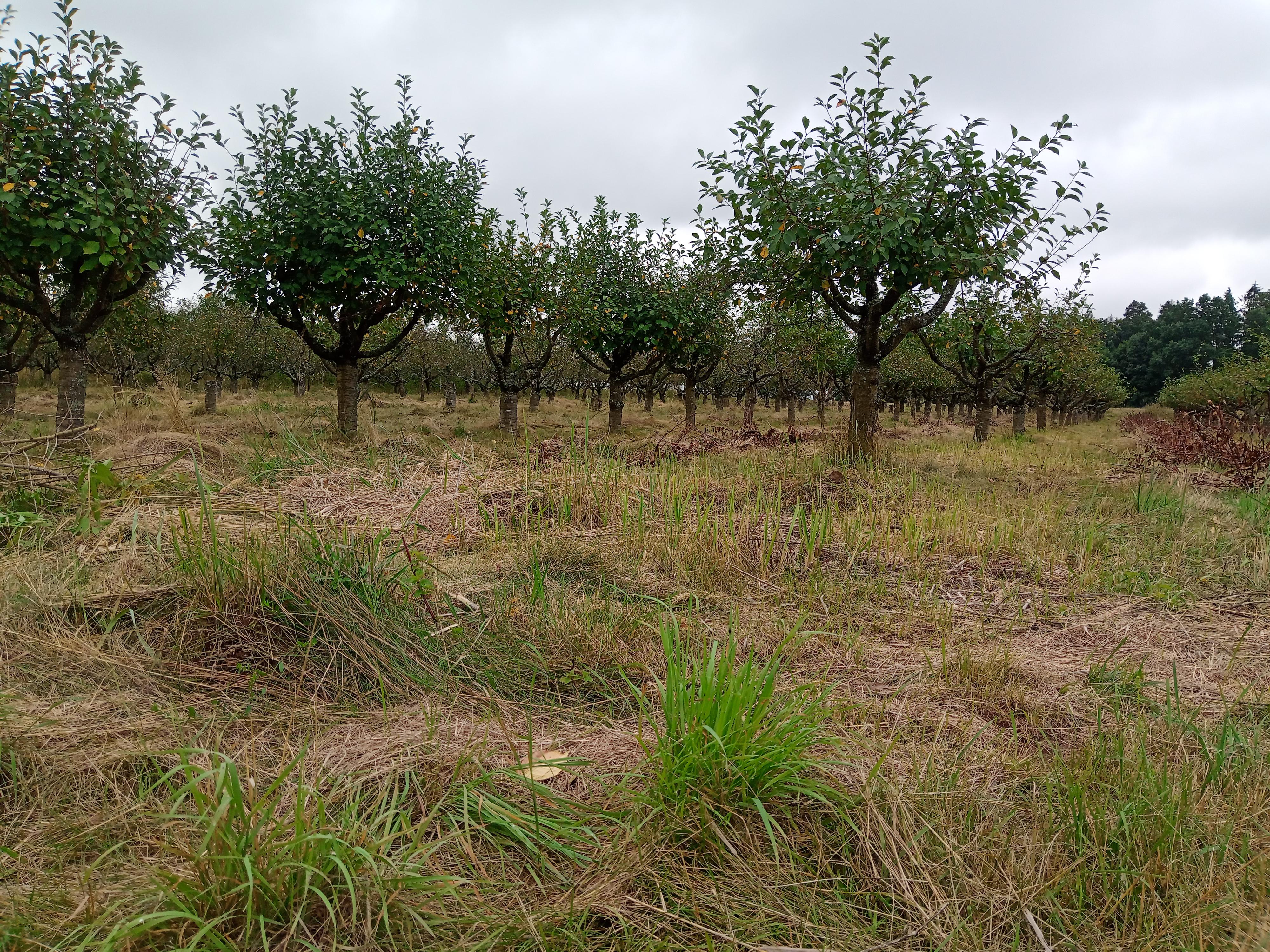 Zahradnické služby Rhizo foto 2