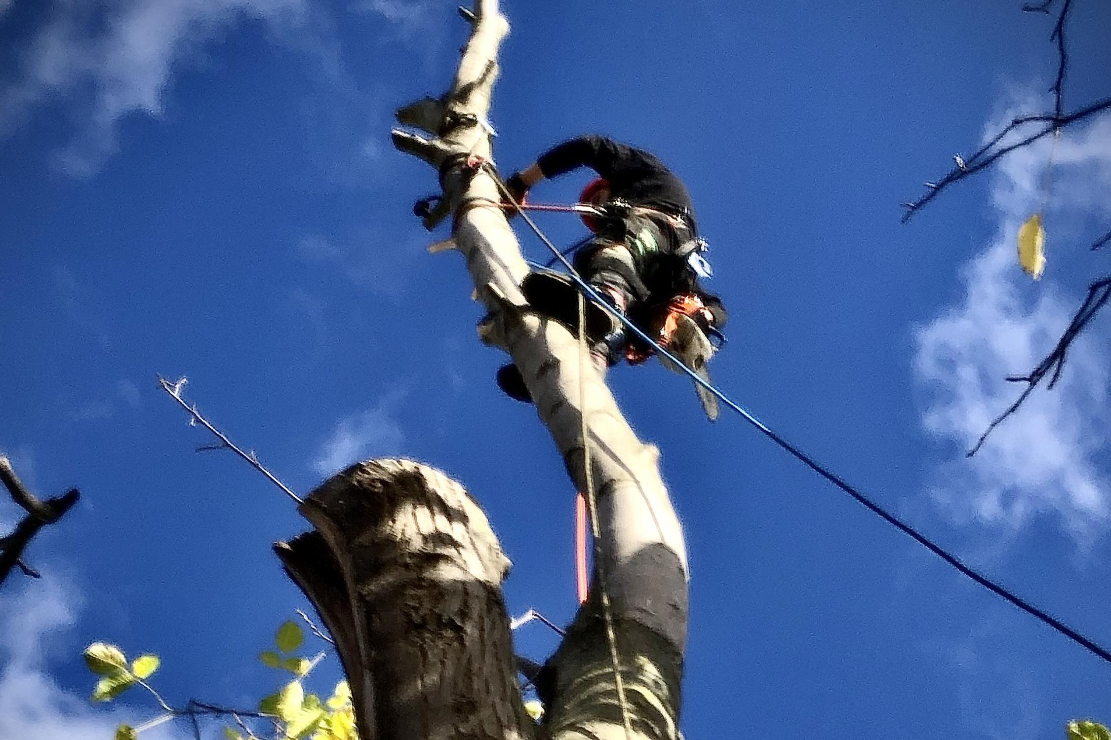 Václav Pokladník - lesnické práce , rizikové kácení stromů