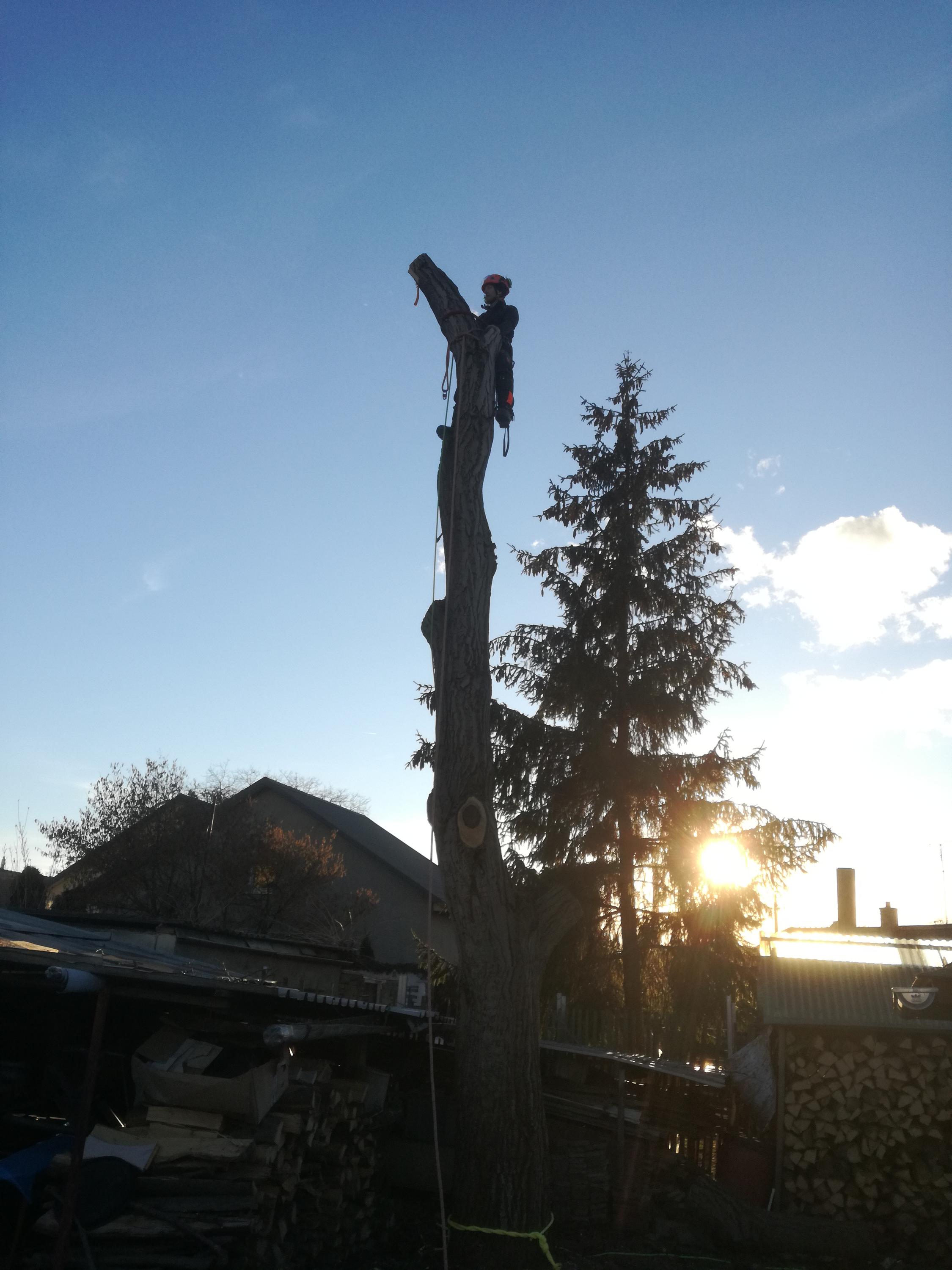 Rizikové kácení stromů - DIRECT PRO s.r.o. foto 4