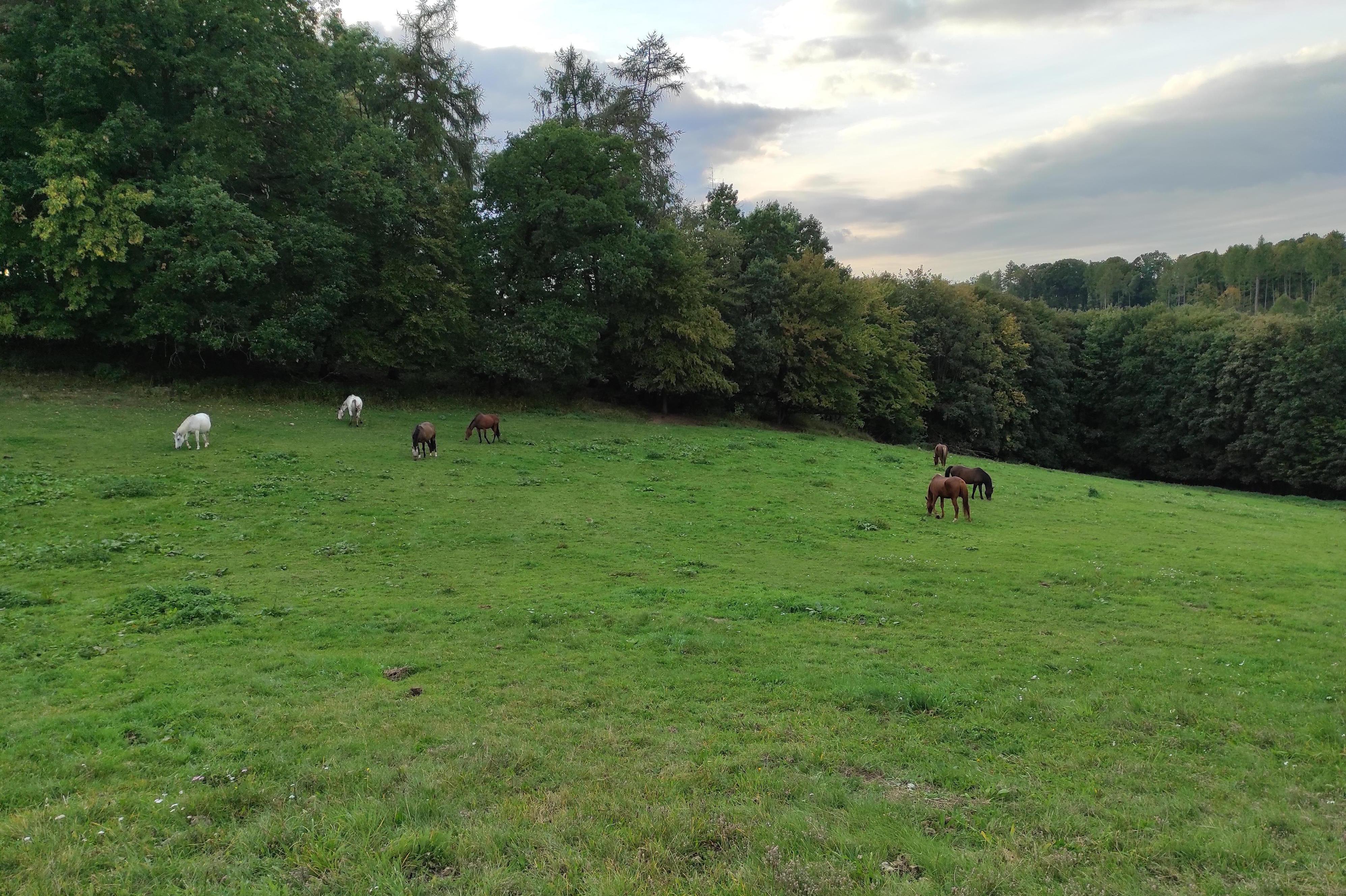 Ustájení Californie & Korado