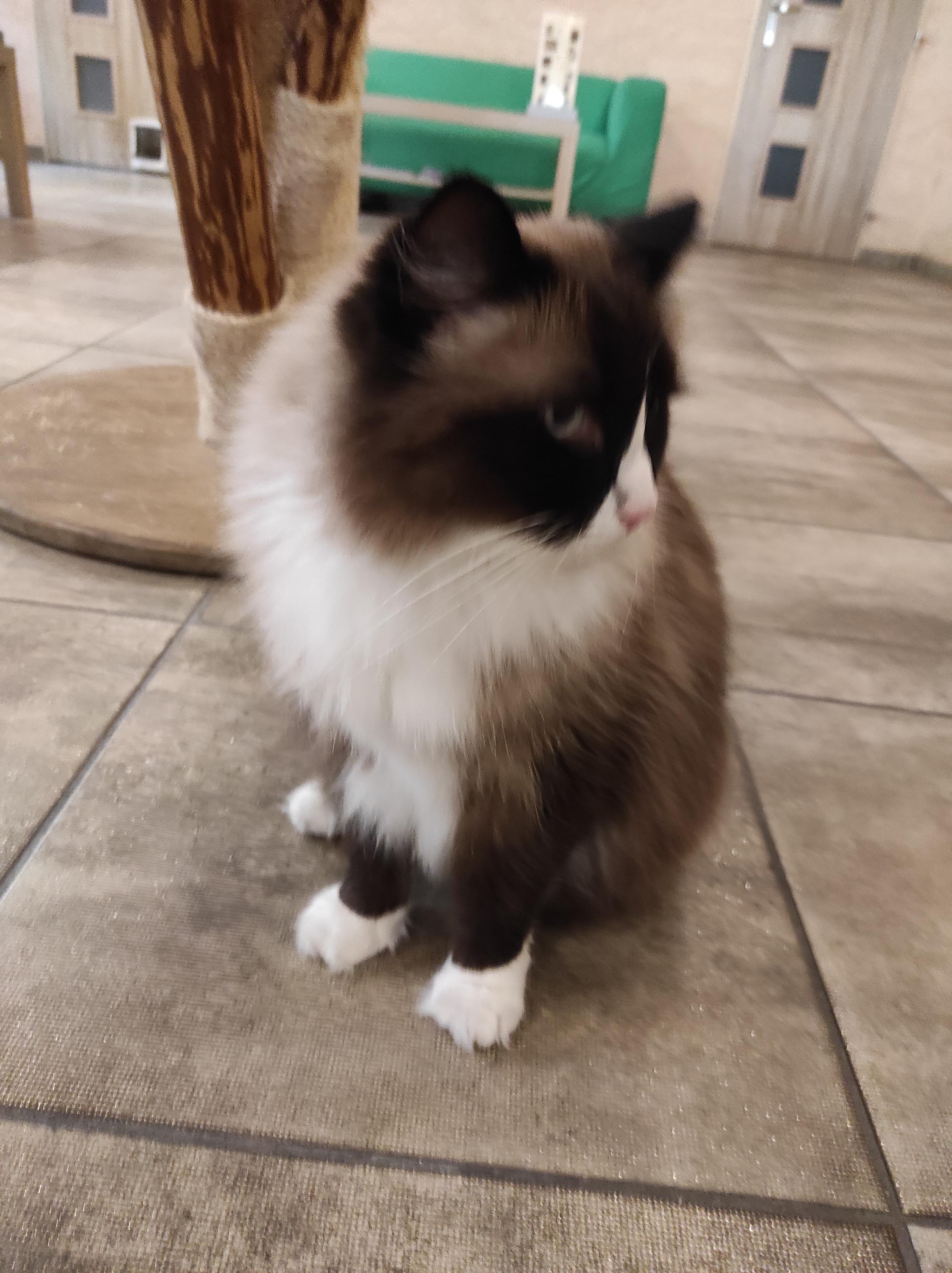 Čauky mňauky cafe foto 6