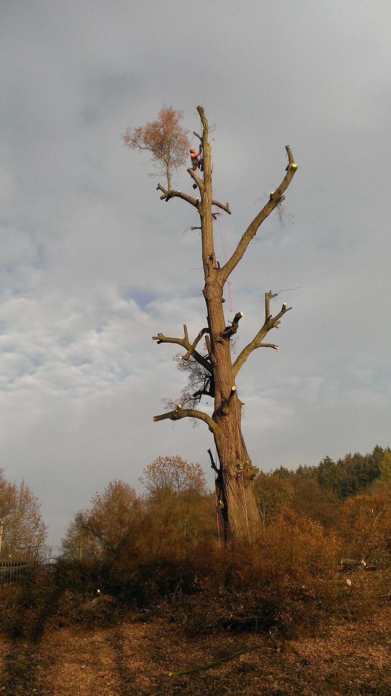 Leoš Havránek - Arboristika foto 5