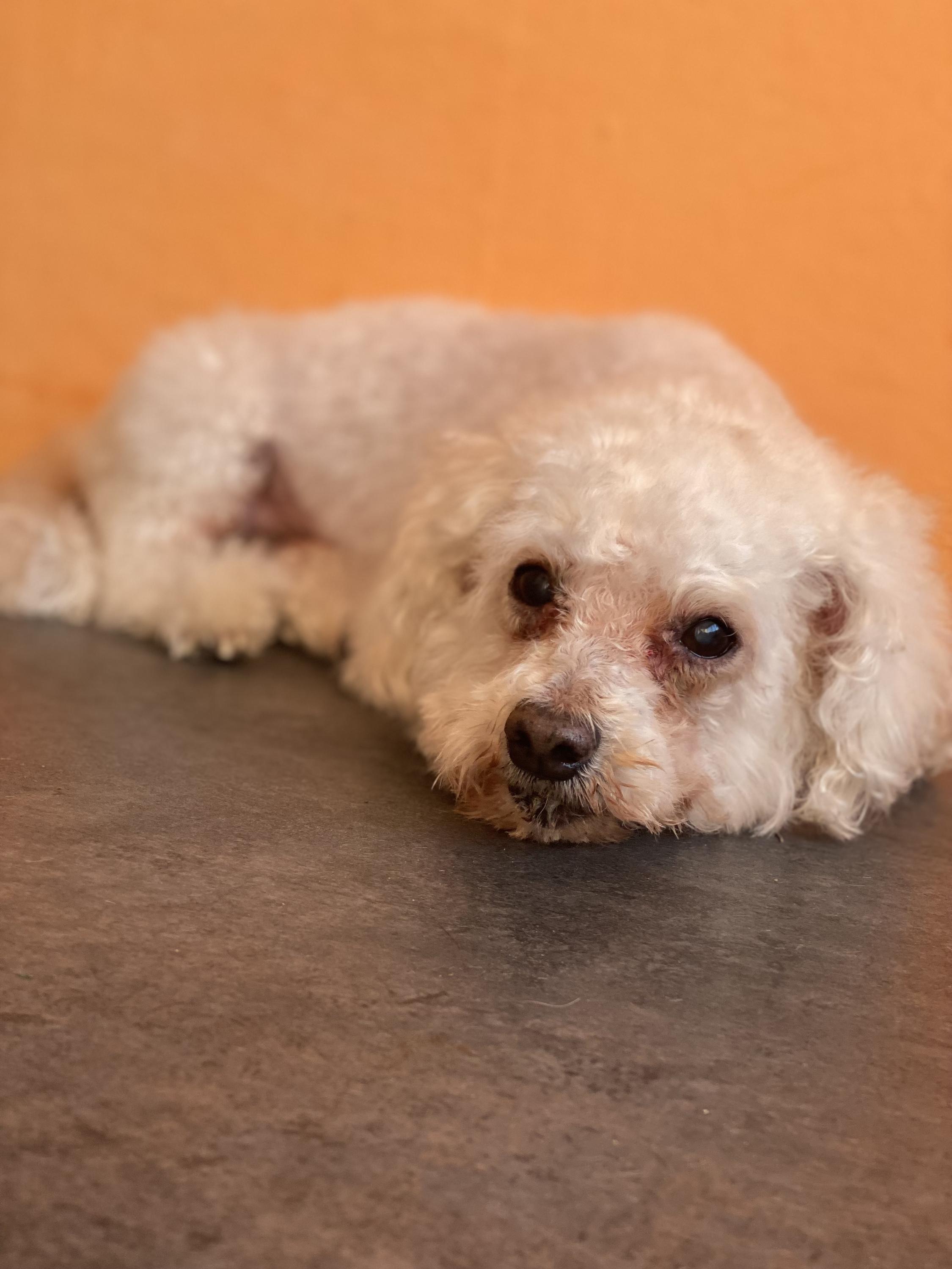 Psí Salon Morgen foto 4