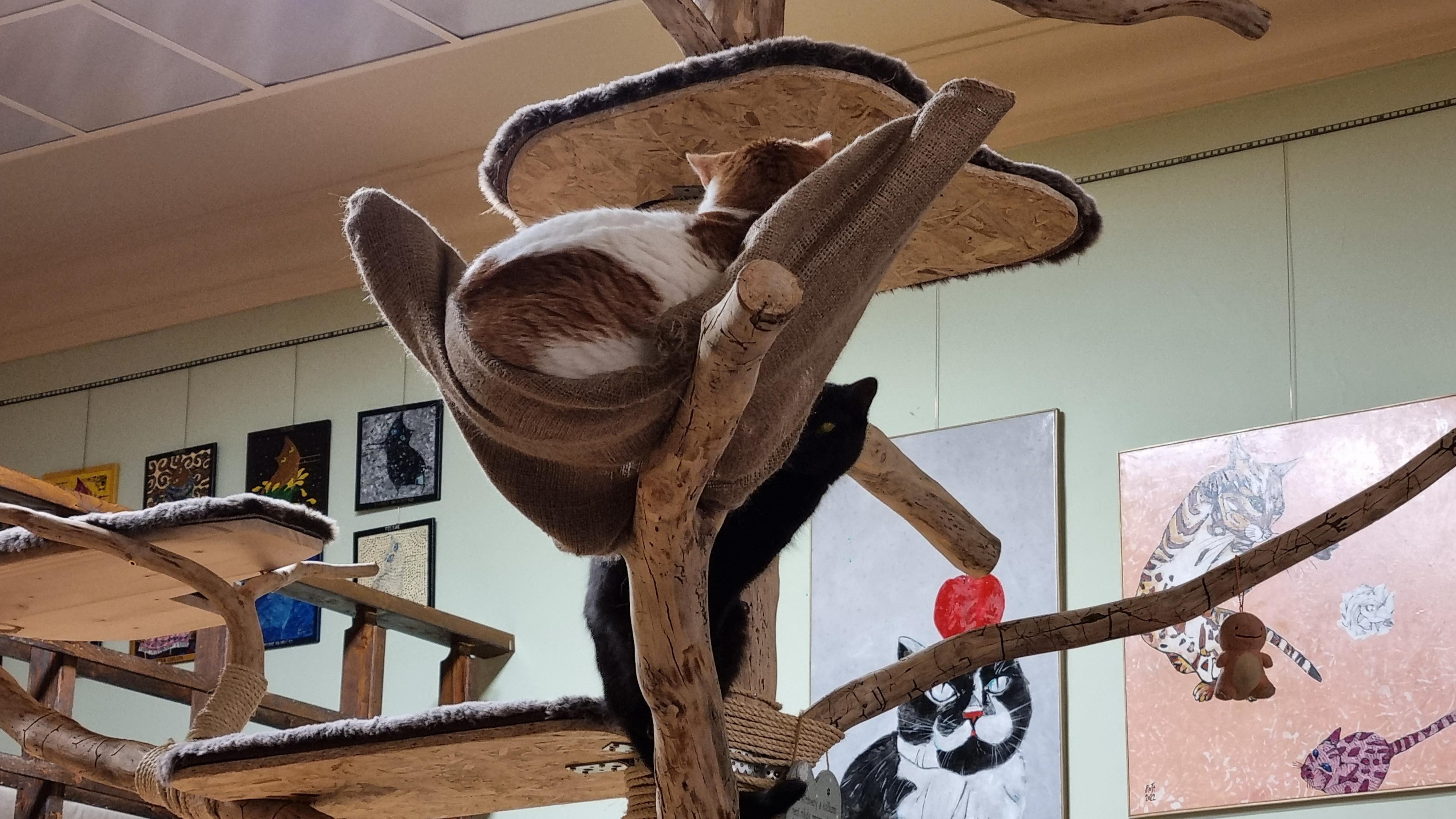Kočkafé Schrödinger foto 5