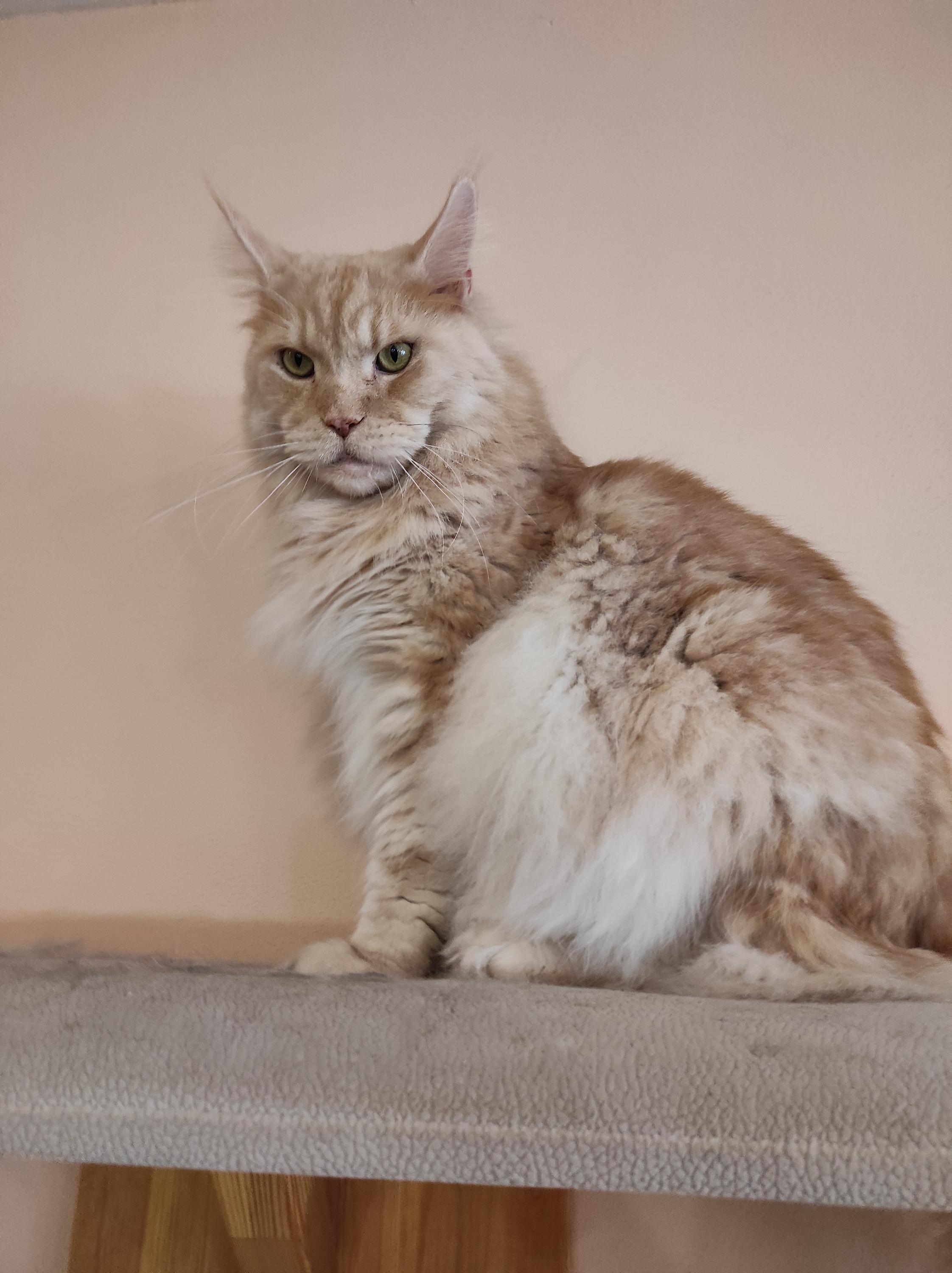 Čauky mňauky cafe foto 5