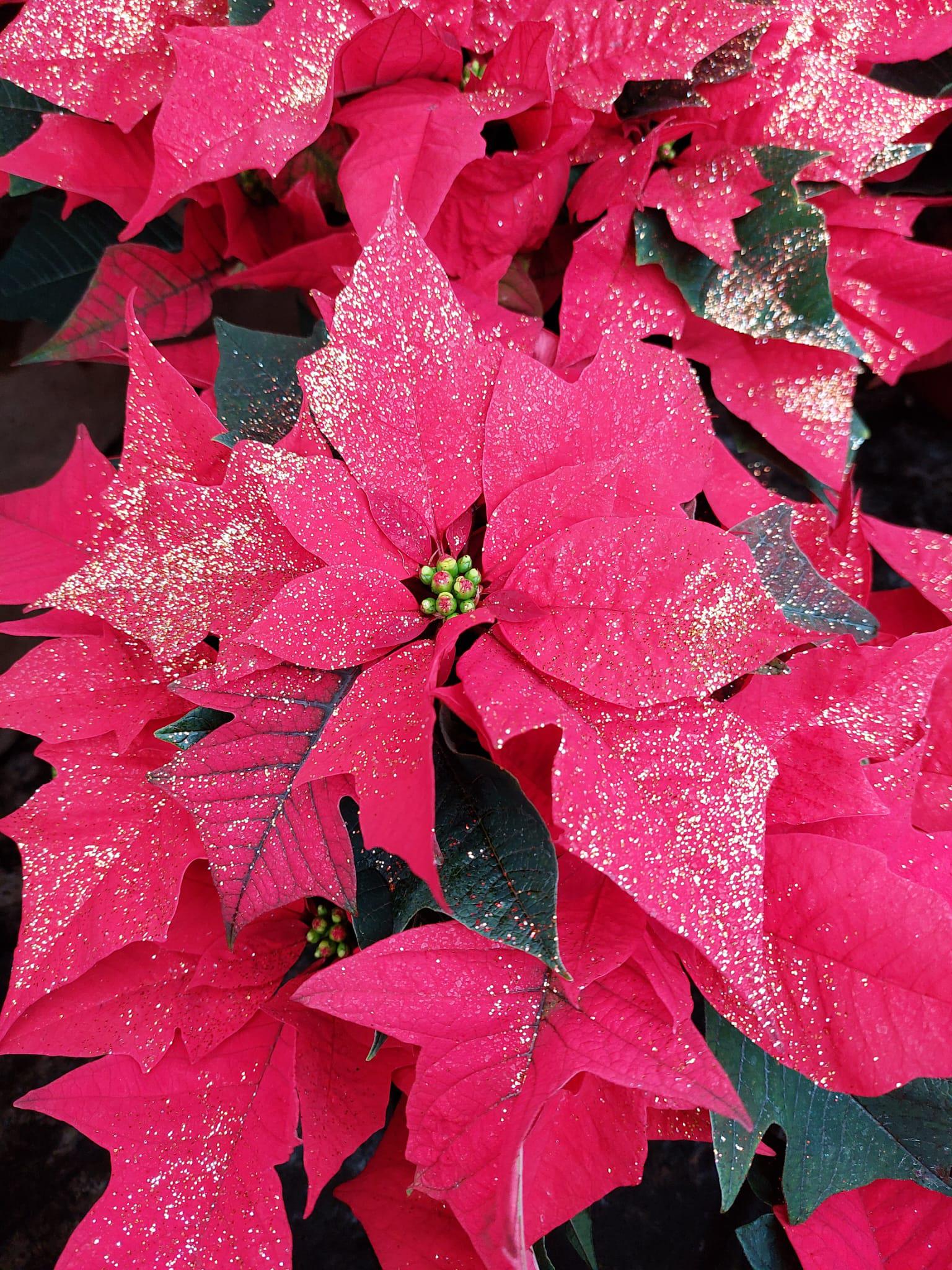 Naše kytky s.r.o. foto 6