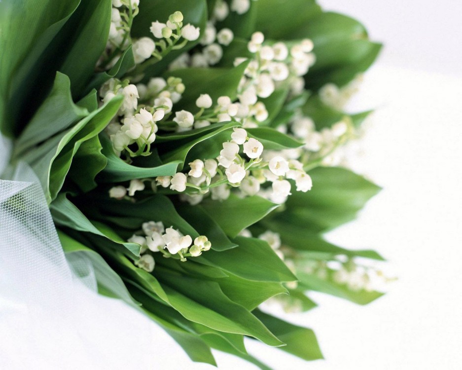La Florista foto 5