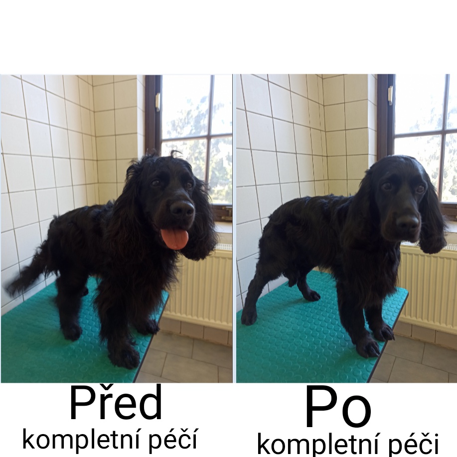 Psí Salón Choceň foto 4