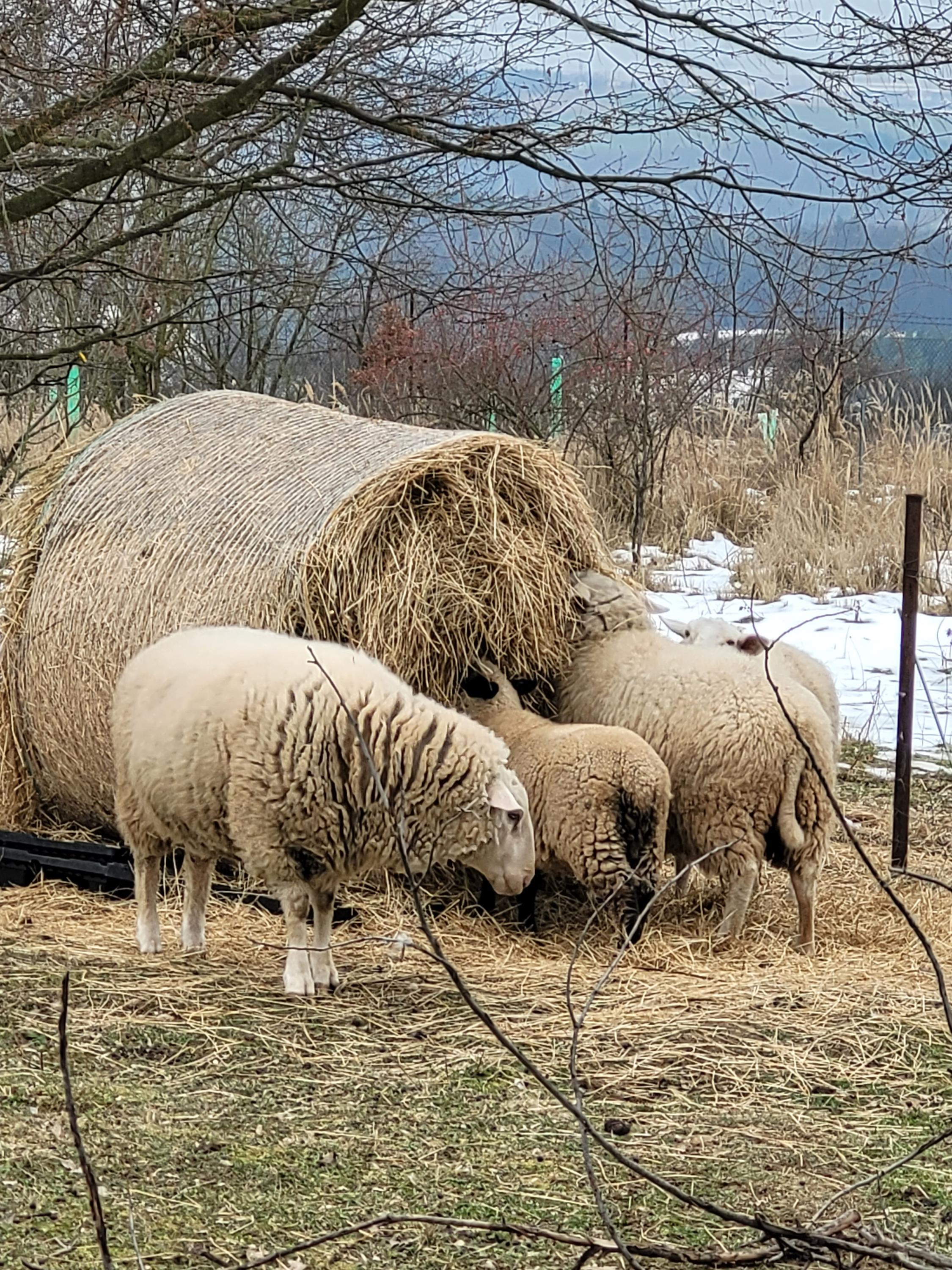 Občerstvení u rozhledny foto 2