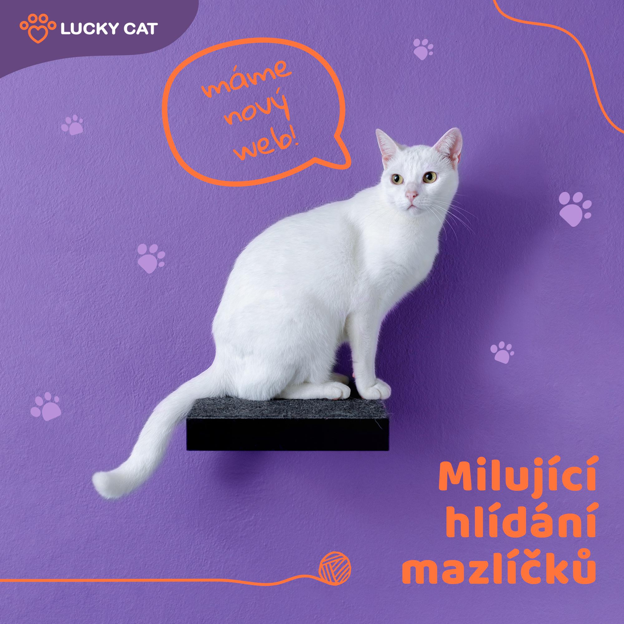 Lucky Cat foto 5