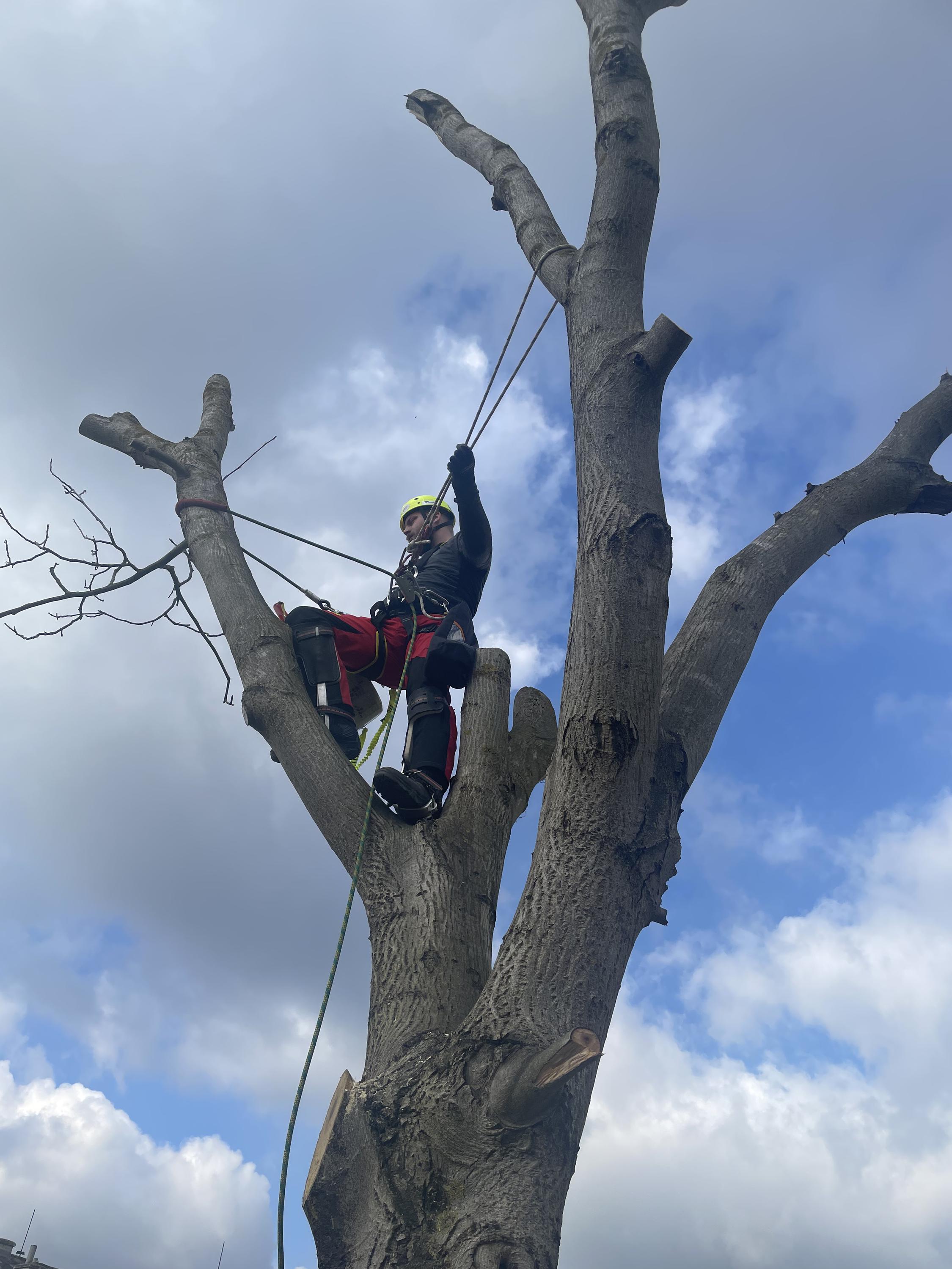 Zahradnické služby Ing. Igor Maťovčík foto 6