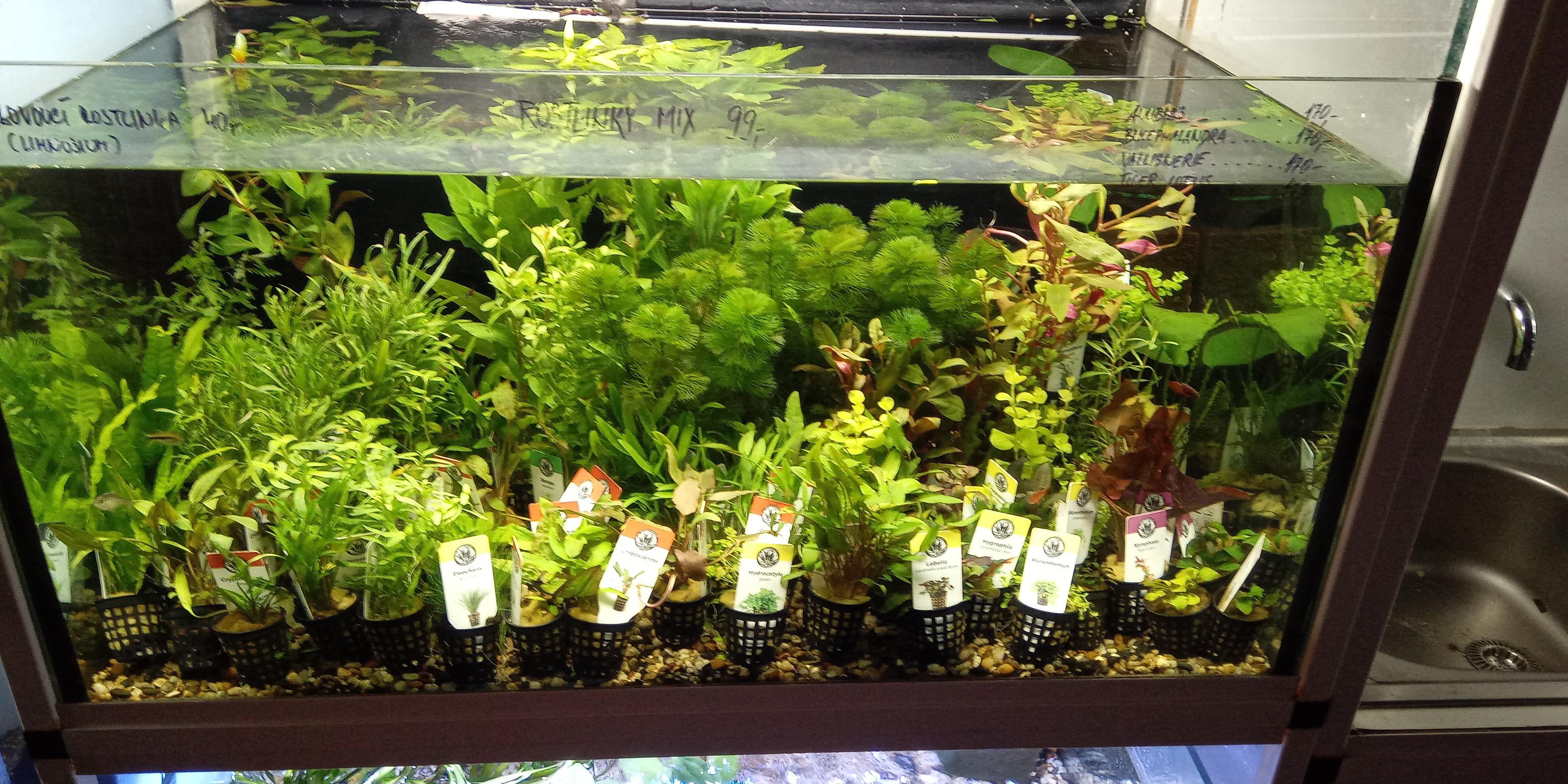 Akvárium Olbrecht foto 3