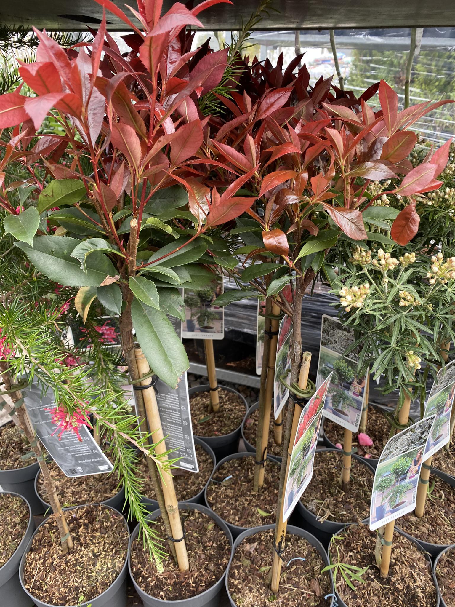 Zahradnictví Čápovi foto 5