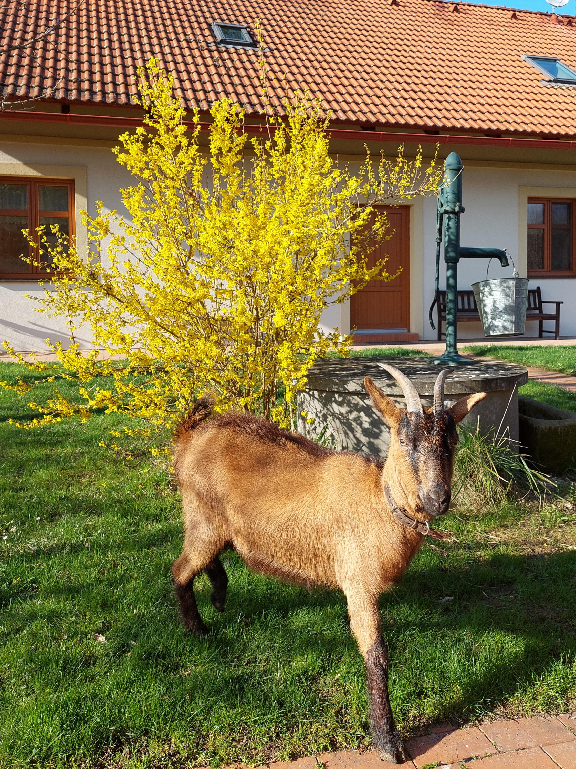 Chalupa U zvědavý kozy foto 4