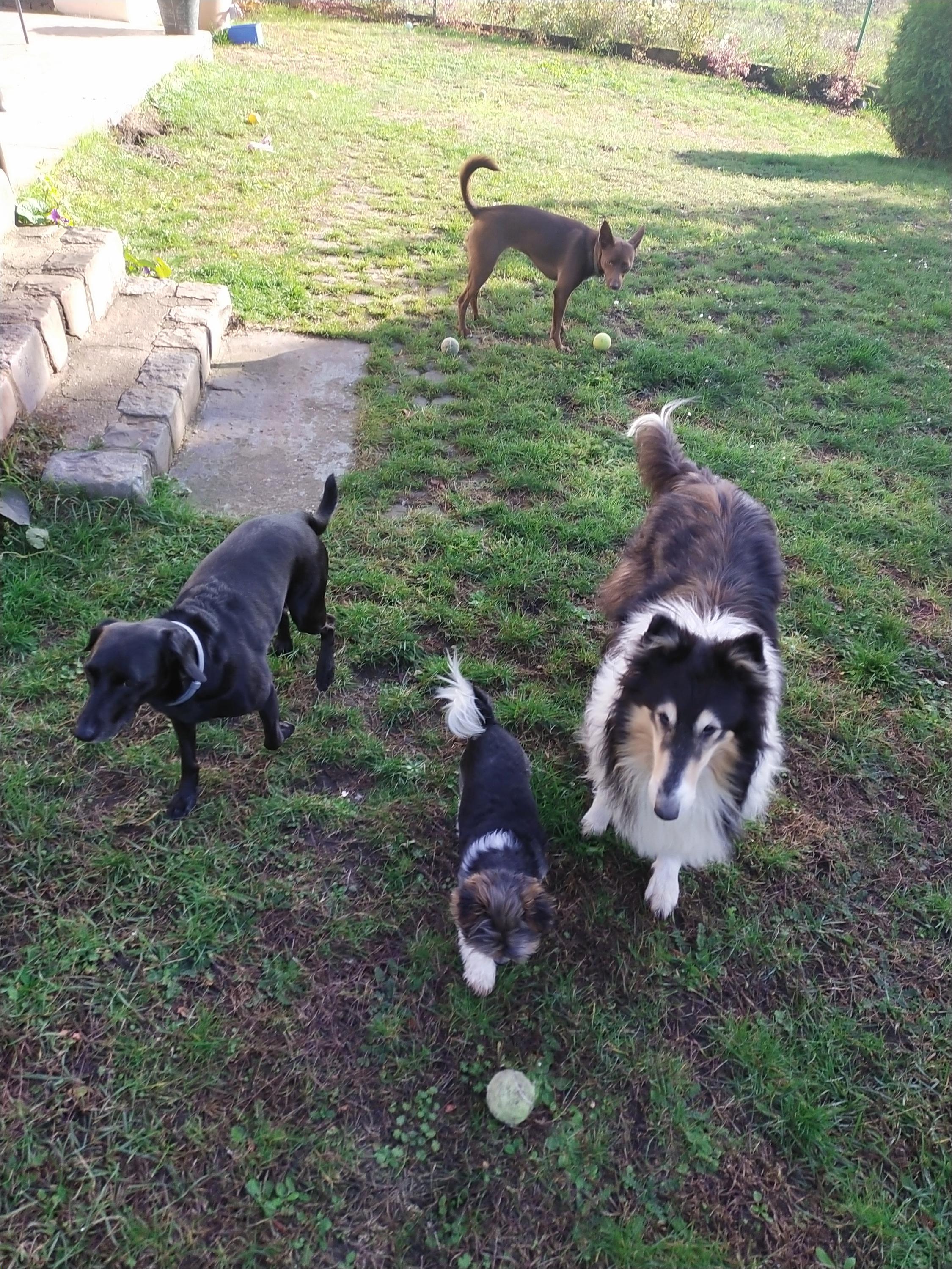 Psí hotel Psí prázdniny foto 6