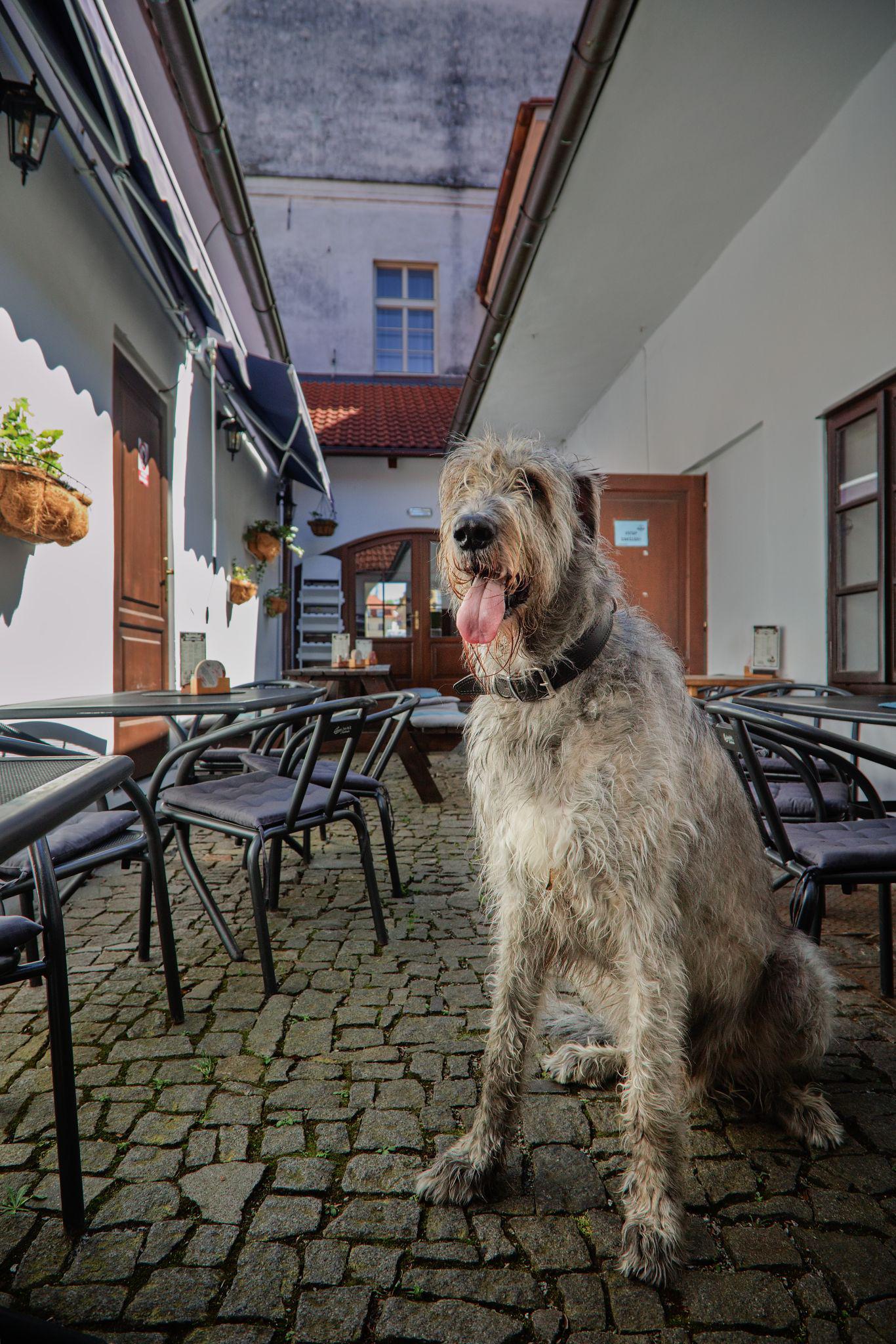 Restaurace Pod Radnicí foto 4