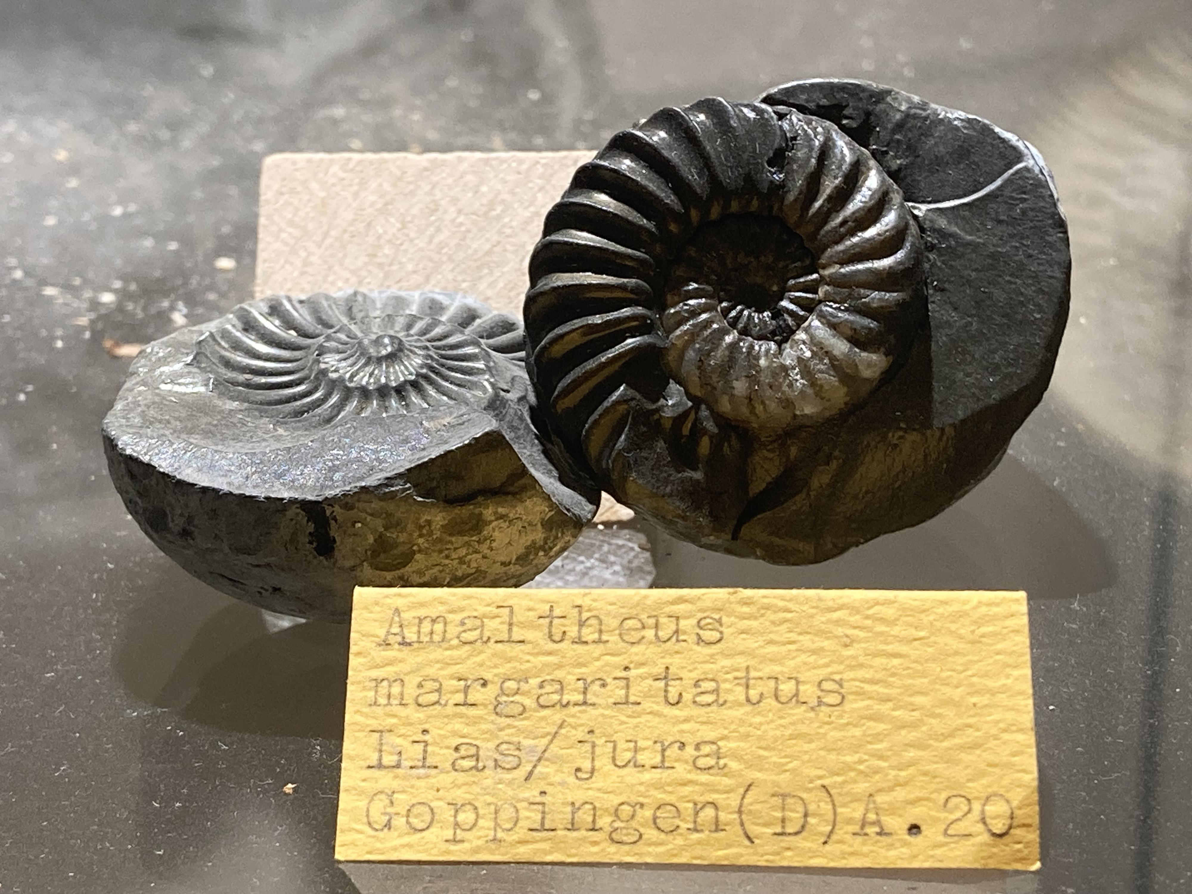 Fantazium foto 2