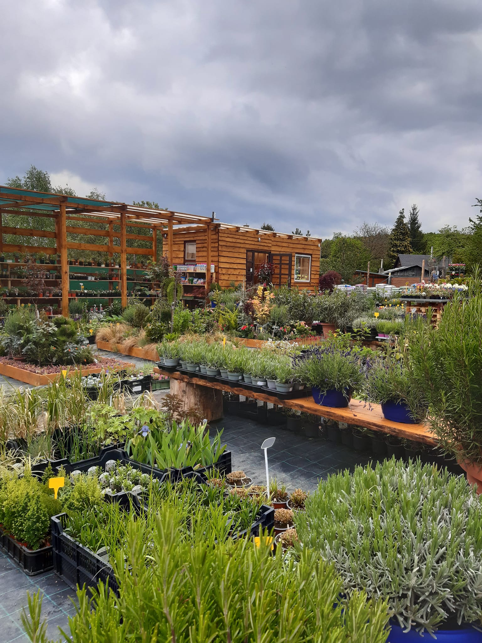 Zahradnictví Levandule foto 2