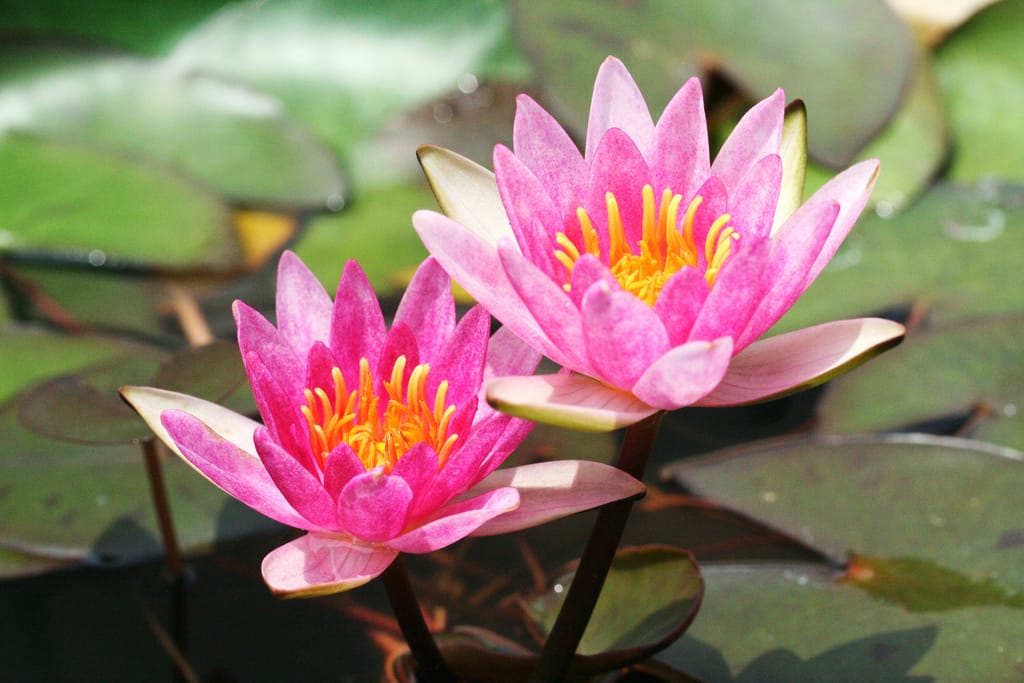 Království leknínů u Zikešů