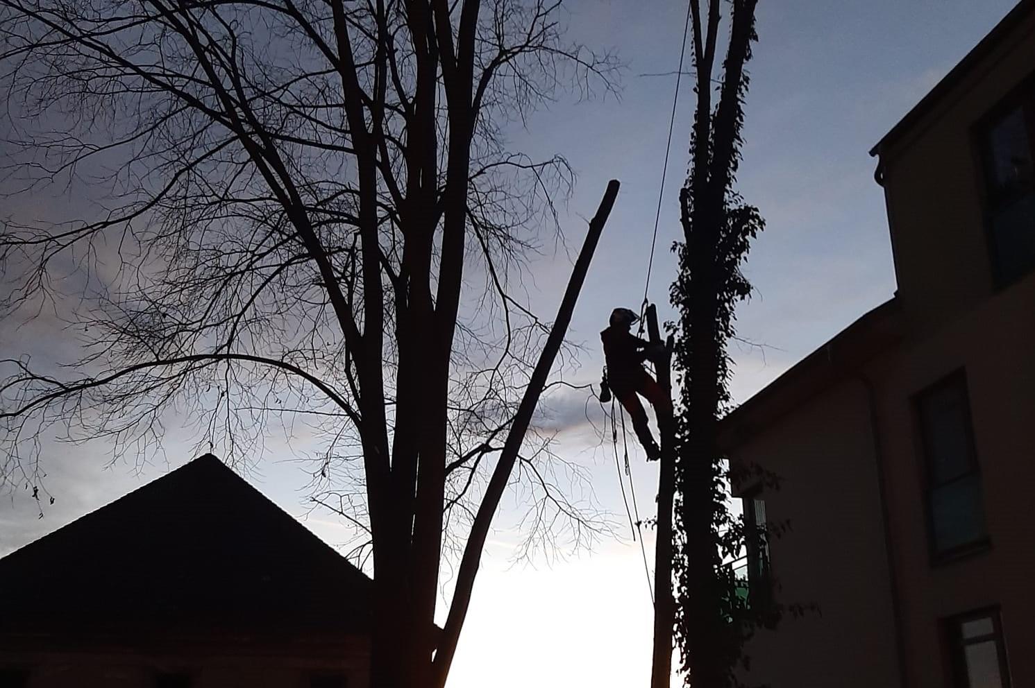 Rizikové kácení - Ing. Josef Čertík