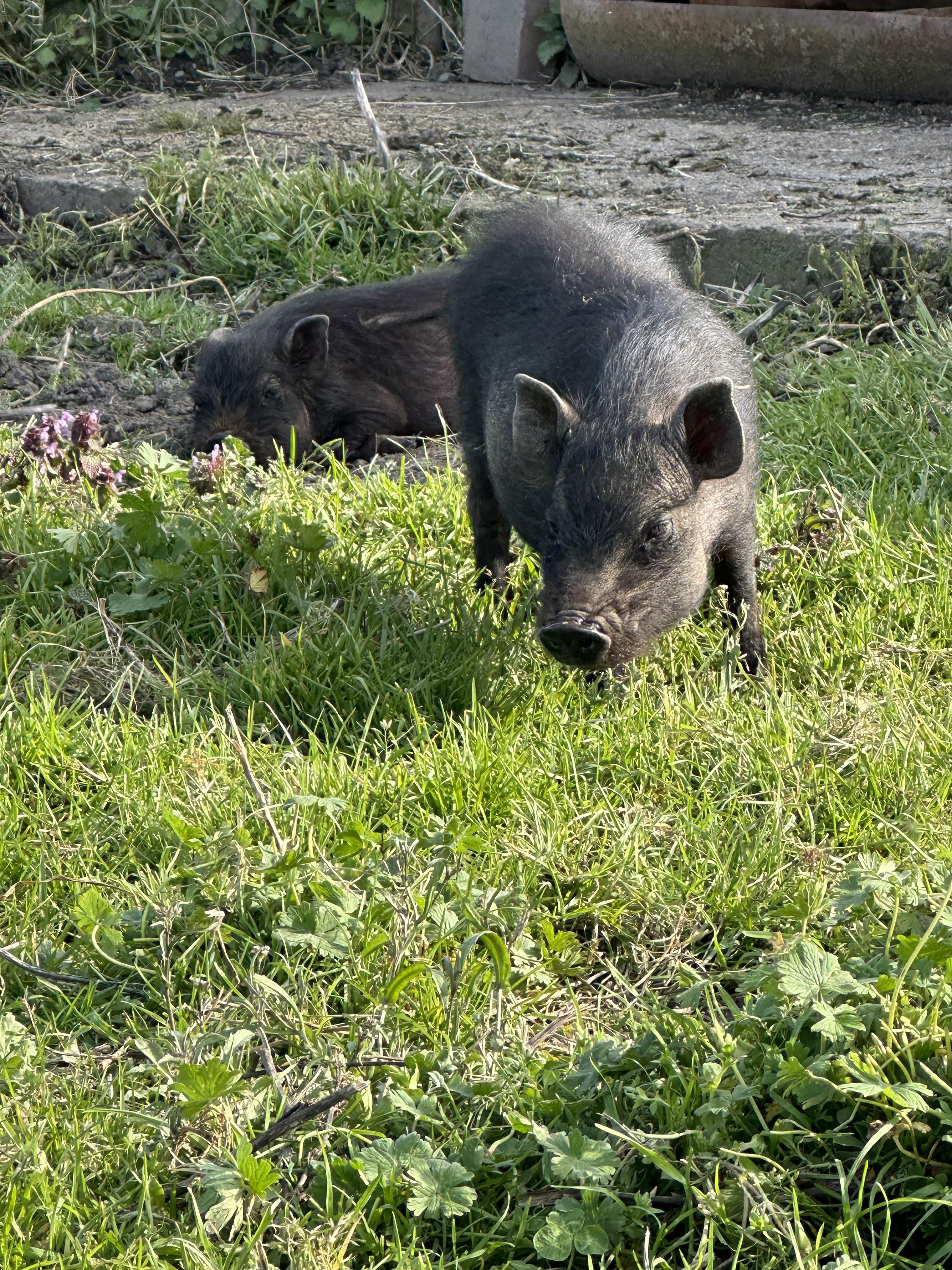 Černá ovce foto 5