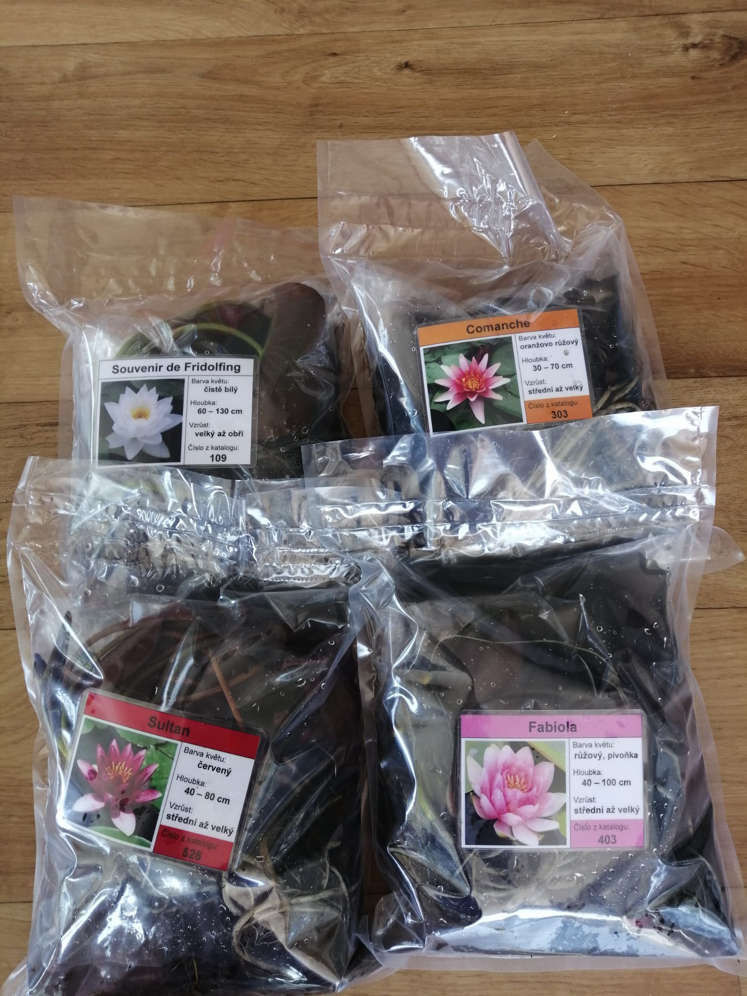 Království leknínů u Zikešů foto 4