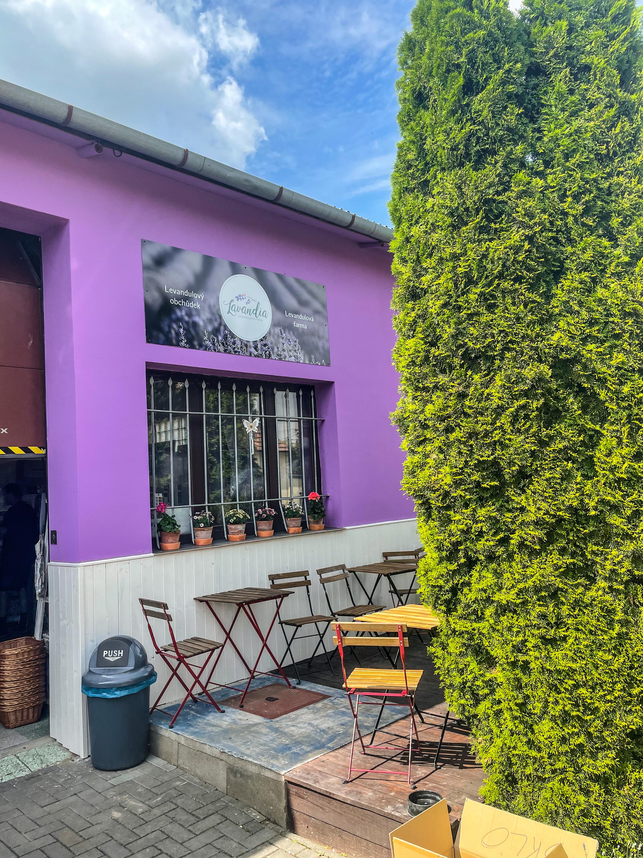 Levandulová farma z jižní Moravy foto 1