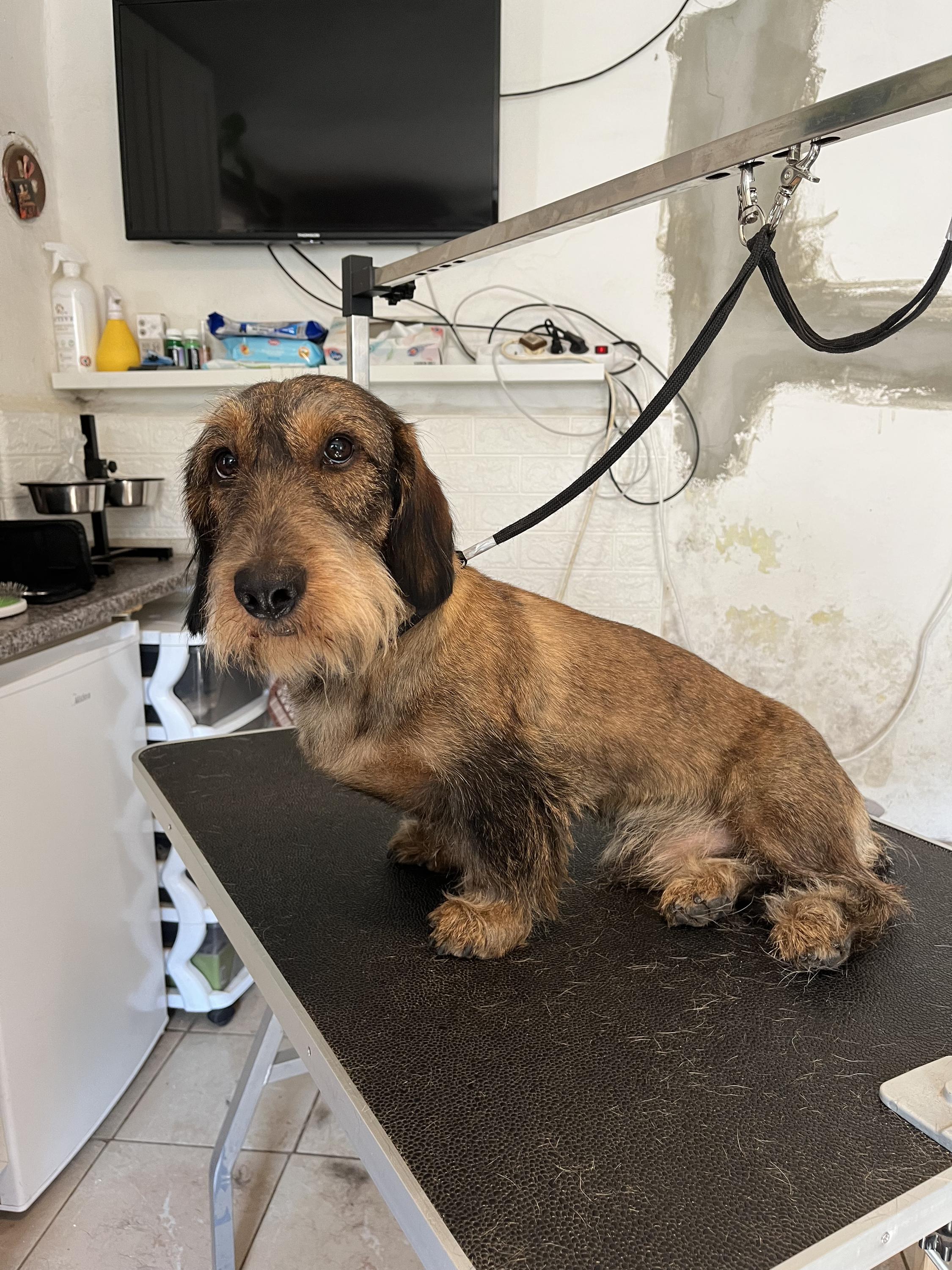 Psí hotel a školka Doghouse Rychvald foto 6