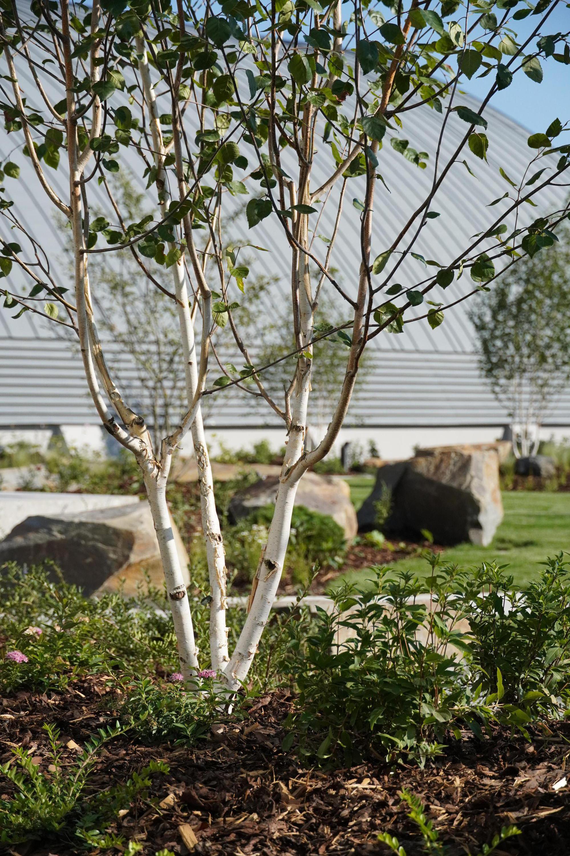 ateliér ČECHOVI - ZAHRADNÍ ARCHITEKTI foto 2