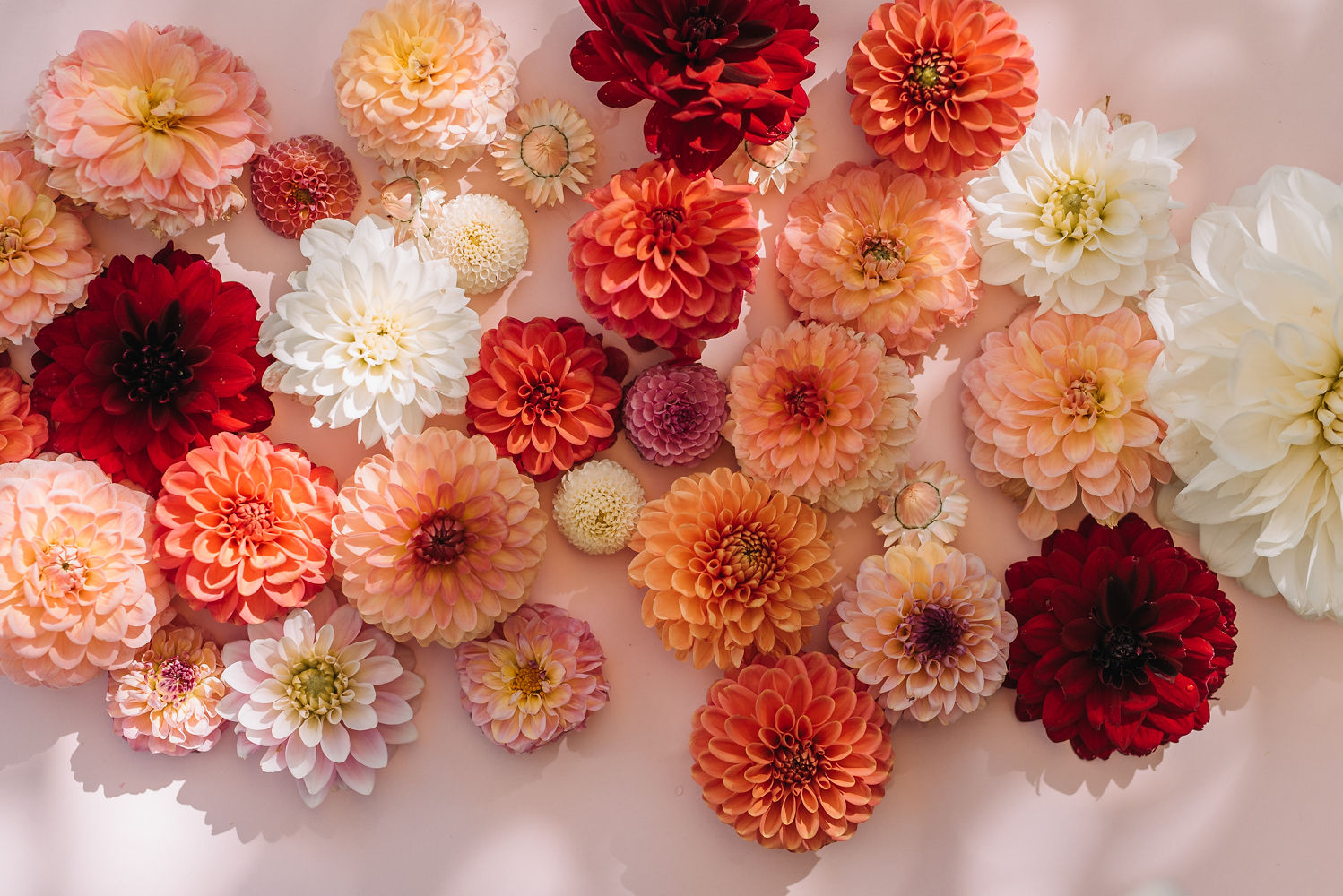 Zahradní kvítí foto 3