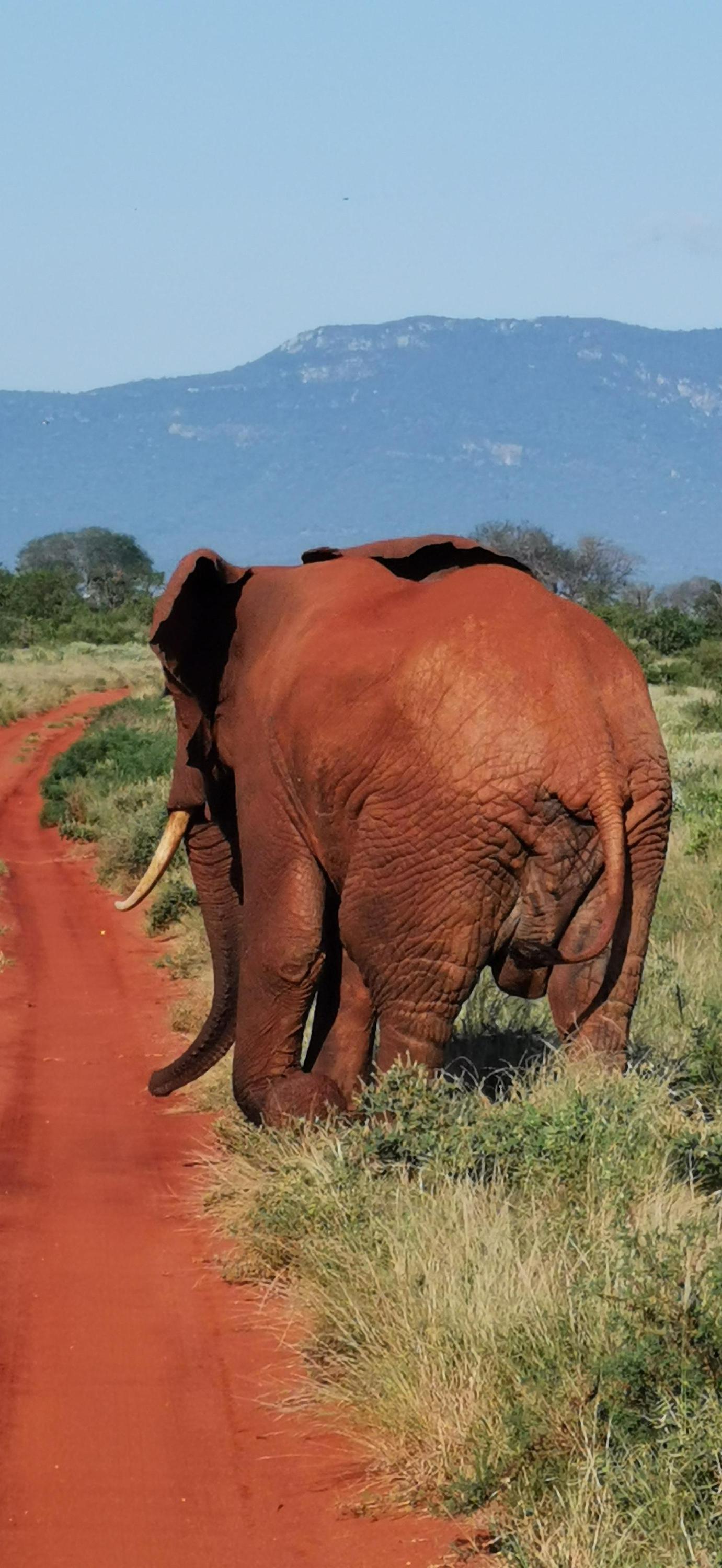 Safari Keňa Dickson Bade foto 1