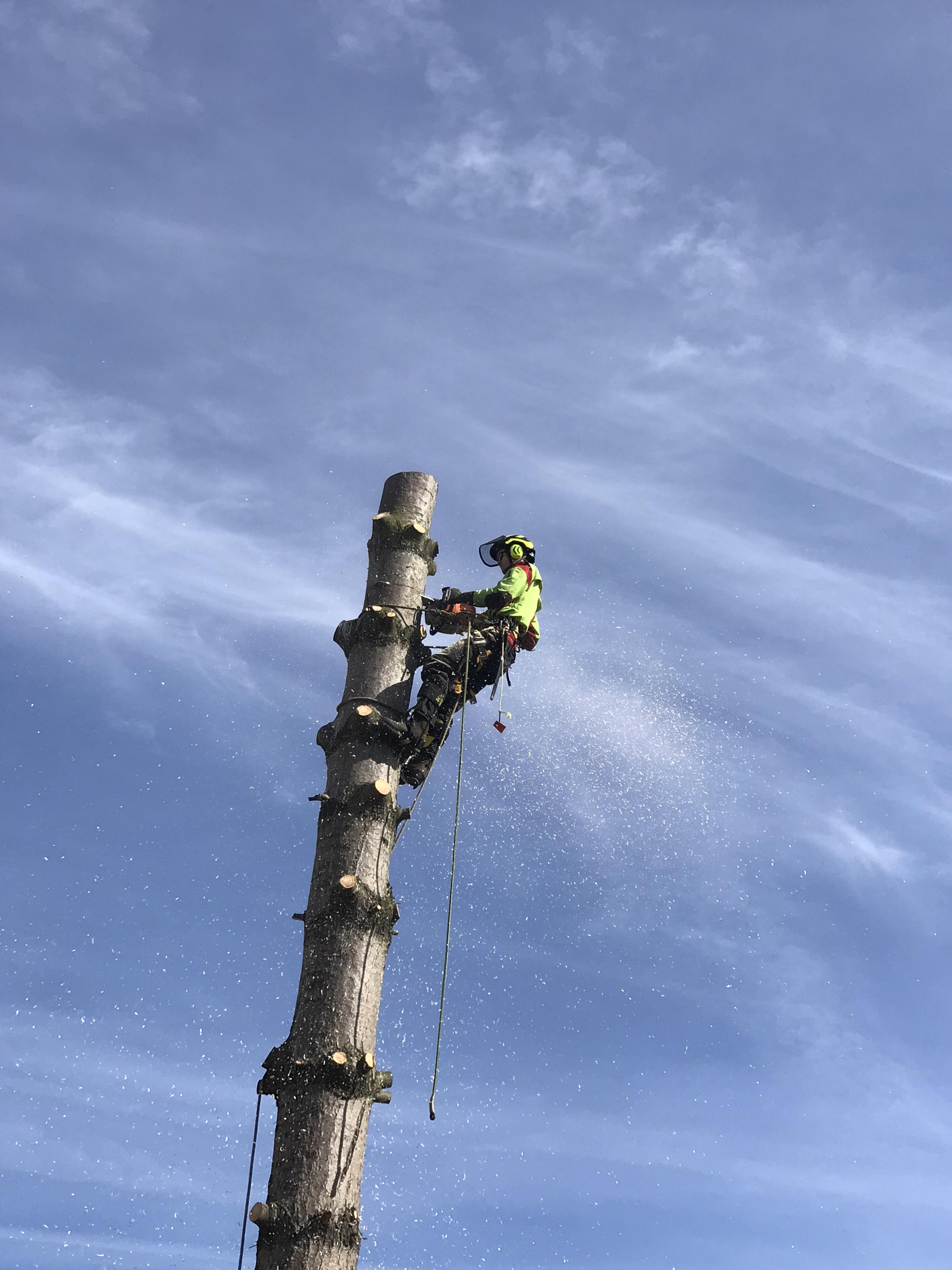 Rizikové kácení stromů stromolezeckou technikou