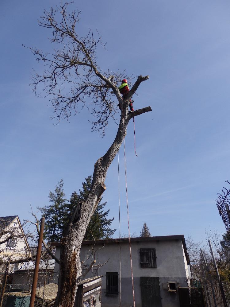 Rizikové Kácení stromů Pavel Touš foto 5