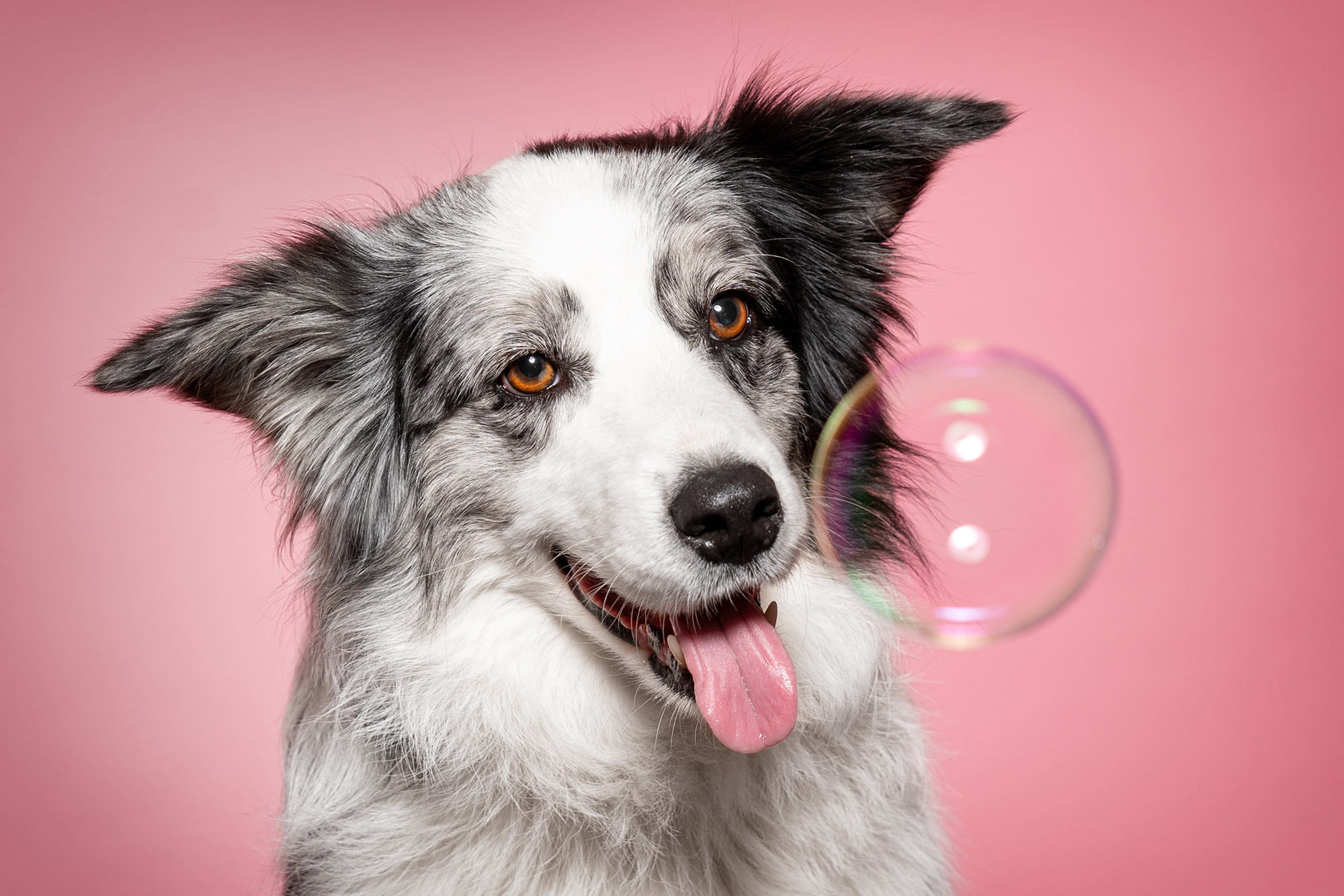 Martina Burianová - Ateliér pro psy foto 3