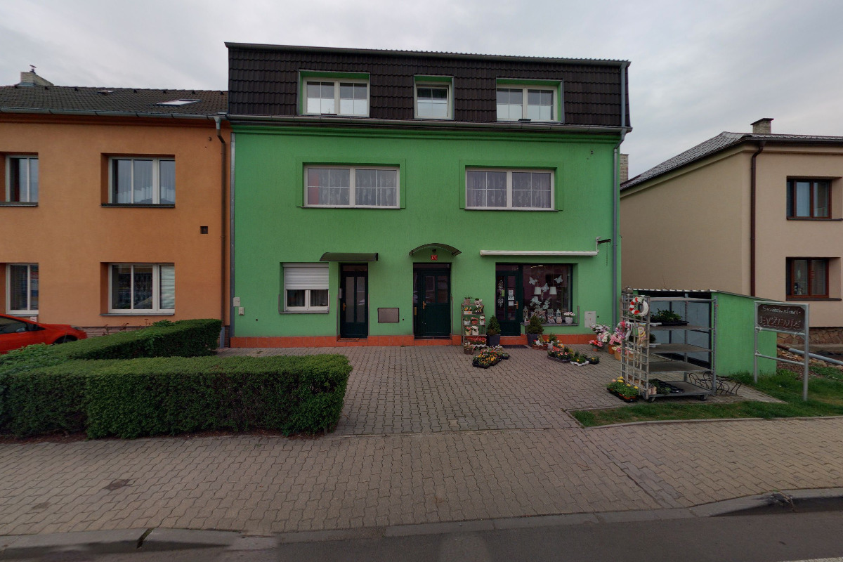 Květiny Bellis foto 2