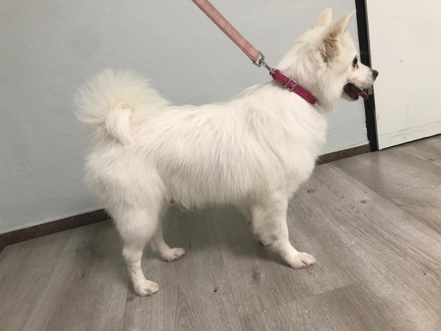 Psí salón Destiny foto 5