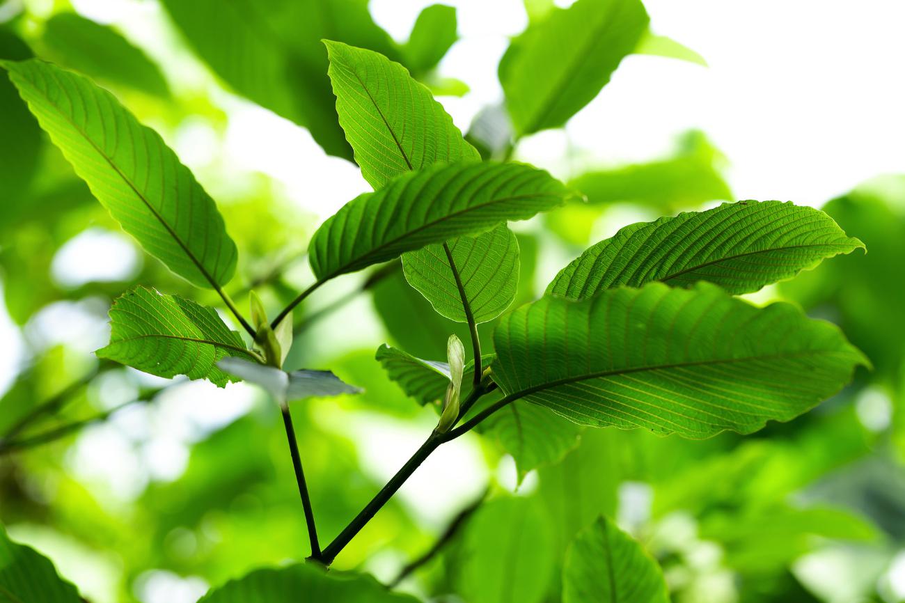 GREEN Healthy Balance by RK