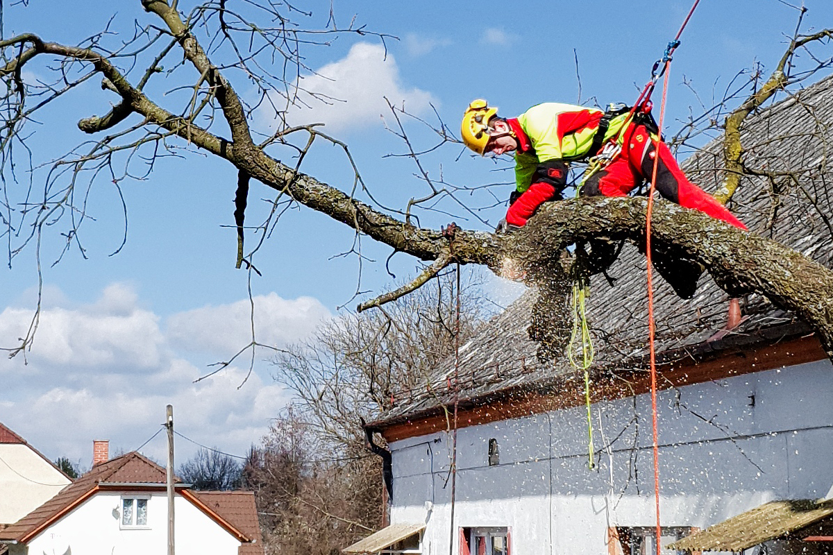 Lukáš Havelka - Rizikové kácení stromů