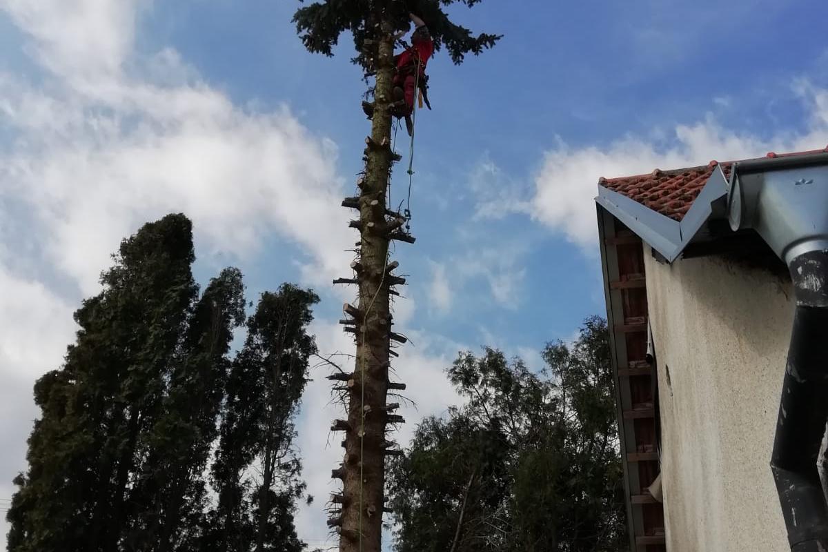 Jakub Plocek - arborista